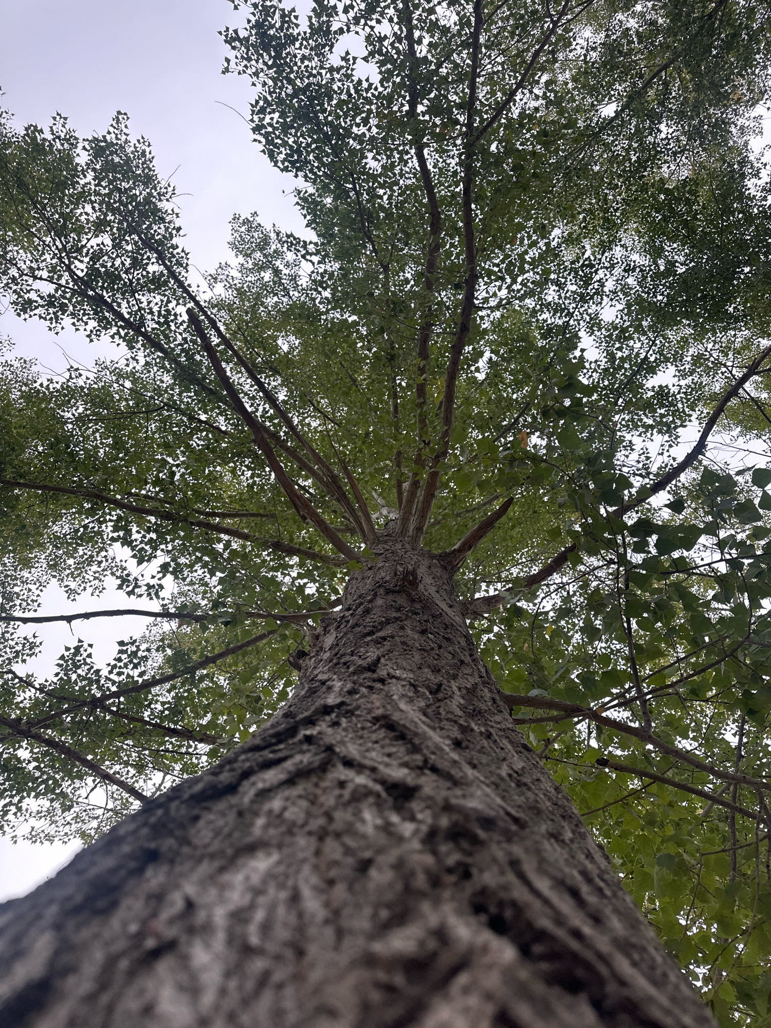 This is a low-angle, full-frame, eye-level shot of a tall tree trunk and its canopy against a hazy, overcast sky. The tree trunk, textured with deep furrows and a rough bark, dominates the foreground, blurring out of focus as it rises. The camera angle looks directly upwards, emphasizing the tree's height and the spread of its branches. The branches, dark and angular, reach outwards, supporting a dense collection of green leaves that form the canopy. The leaves, varying in shade of green, are silhouetted against the pale sky, creating a dappled effect. The overall atmosphere is muted due to the overcast conditions. The image does not contain any people or visible signs of human activity, other than implied by the presence of a cultivated tree. The scene is natural and serene, devoid of any urban elements. The location is the city of Energetik, Russia.
