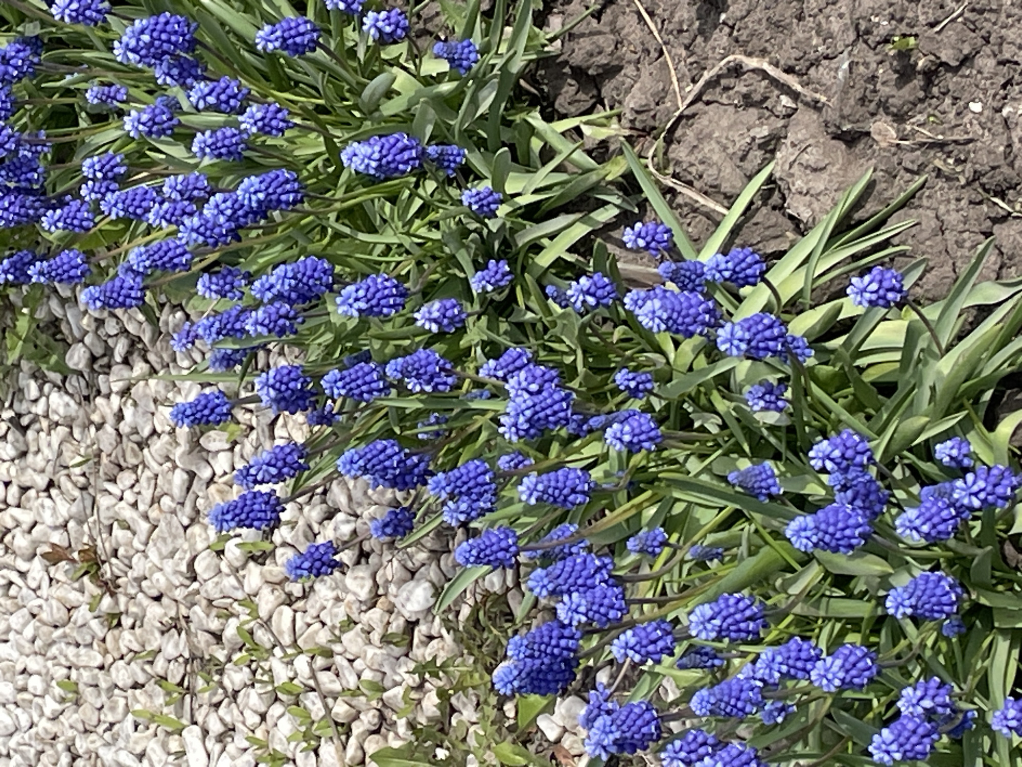 The image shows a cluster of vibrant blue grape hyacinths growing in a garden. The flowers are positioned between a bed of small, white pebbles and a patch of dark soil. Green leaves of the plant are visible throughout the image. There is no evidence to suggest the location is in Urussu, Russia.