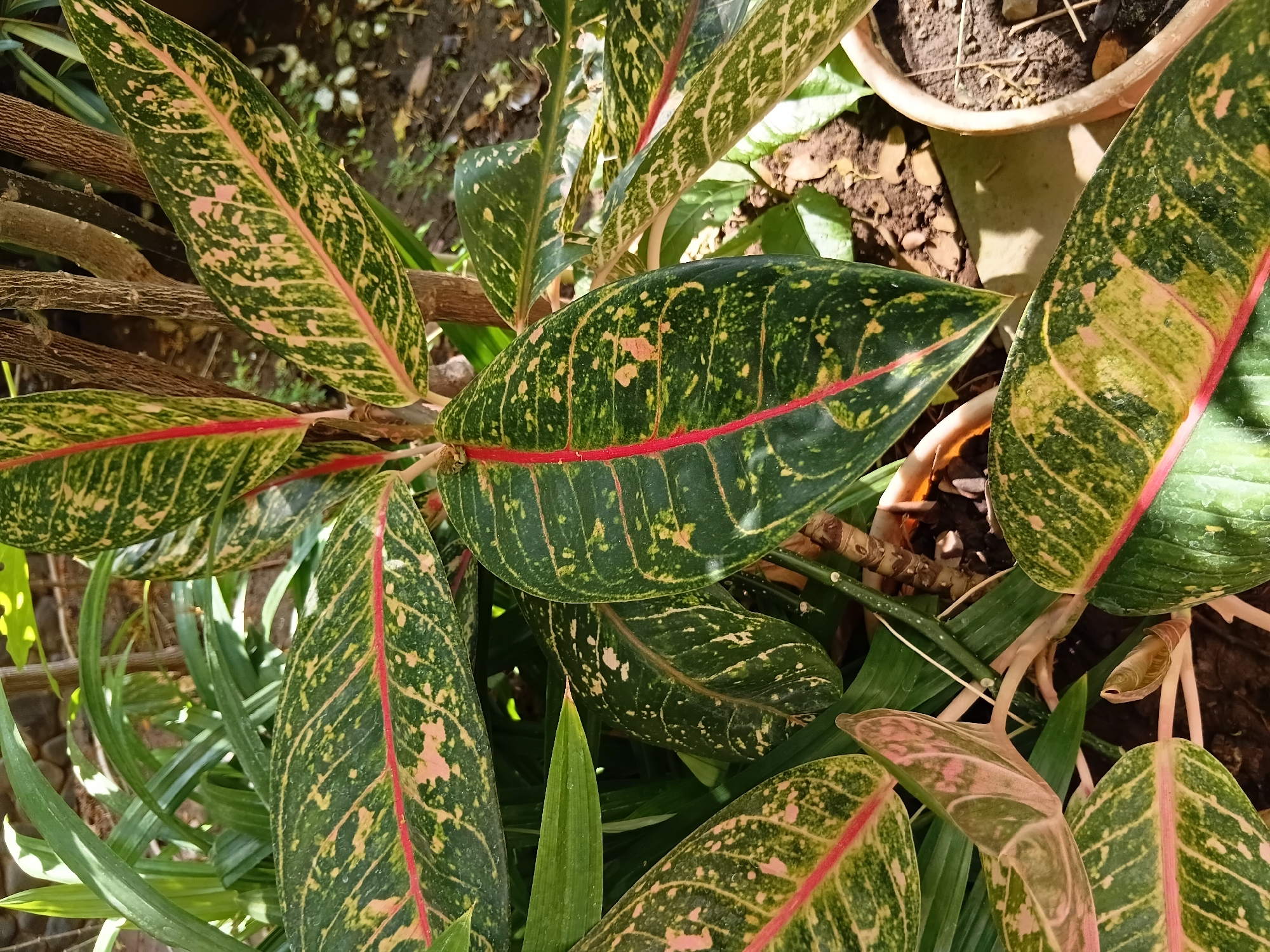 A close-up, slightly high-angle outdoor shot focuses on a cluster of Aglaonema plants, commonly known as Chinese Evergreens. The leaves are the prominent subject, displaying a rich tapestry of dark green, mottled with light green and pinkish-tan splotches. A distinctive bright red vein runs down the center of most leaves, adding a vibrant contrast. The leaves are broad and lance-shaped, with slightly wavy edges, and appear glossy, suggesting they are healthy and well-hydrated.
In the background, hints of the environment are visible. To the left, blurred green foliage suggests other plants are nearby, possibly in a garden setting. The ground beneath the plants is a mix of dark soil and scattered dry leaves or mulch. To the far right, the rim of a terracotta pot is visible, indicating the plants are likely in planters or a garden bed with potted elements. A rough, textured tree trunk or branch is positioned vertically behind the plants, providing a natural, rustic element. The lighting suggests a sunny day, with dappled sunlight falling on the leaves and creating highlights and shadows.
The scene is situated in Surabaya, Indonesia.