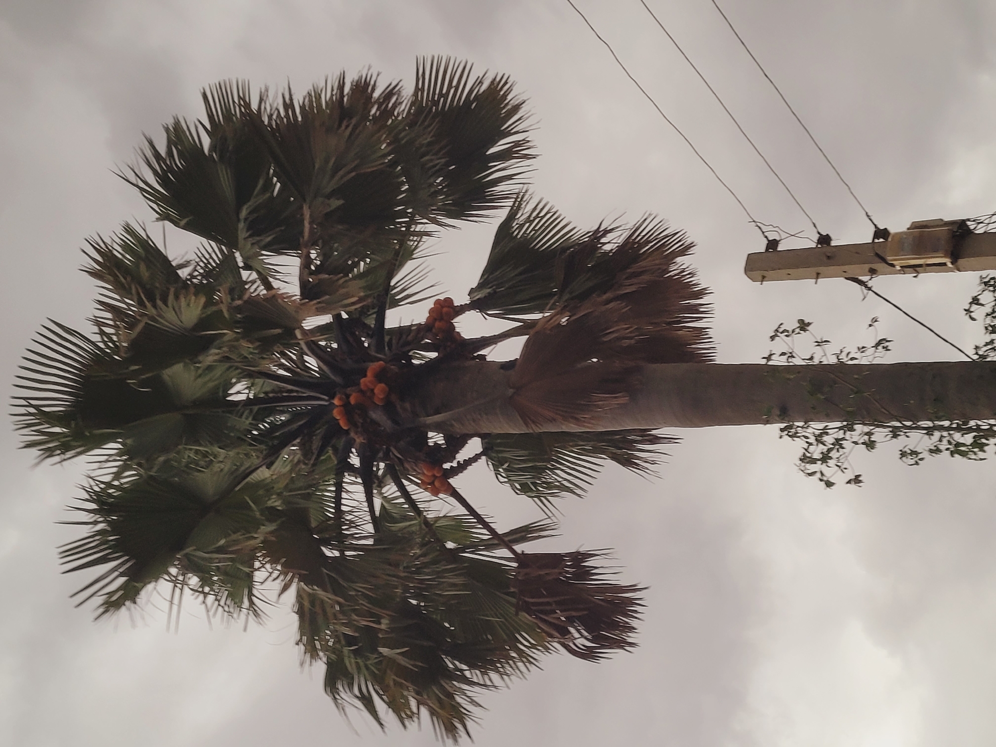 The image features a tall palm tree with broad, fan-shaped (palmate) leaves dominating the left and central areas of the frame. Numerous clusters of small, round, reddish-orange fruits are visible growing near the crown of the tree, nestled amongst the leaf bases. The sturdy trunk of the palm tree extends downwards, out of view.
On the right side of the image, a utility pole, possibly made of concrete, is horizontally positioned across the upper portion, supporting several black electrical wires that stretch across the overcast sky. Some sparse green foliage, appearing as small branches or vines, is visible near the utility pole and wires.
The sky is uniformly grey and cloudy, indicating an overcast day with subdued lighting. There is no direct sunlight visible. The scene is an outdoor setting, likely in a rural or semi-urban area in Bukuru, Nigeria. No people or specific activities are depicted. There is no visible text in the image.