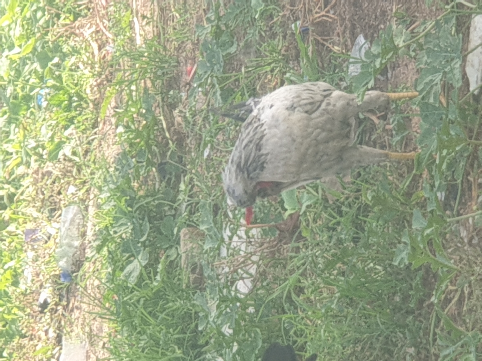 A light gray chicken with black speckles on its neck and wings is standing in a patch of green grass and dirt. The chicken is facing to the left, with its head down, as if it is pecking at the ground. Its legs are yellow and its beak is red. In the background, there is more green vegetation, some dry leaves, and a plastic bottle. This scene is located in Jalingo, Nigeria.