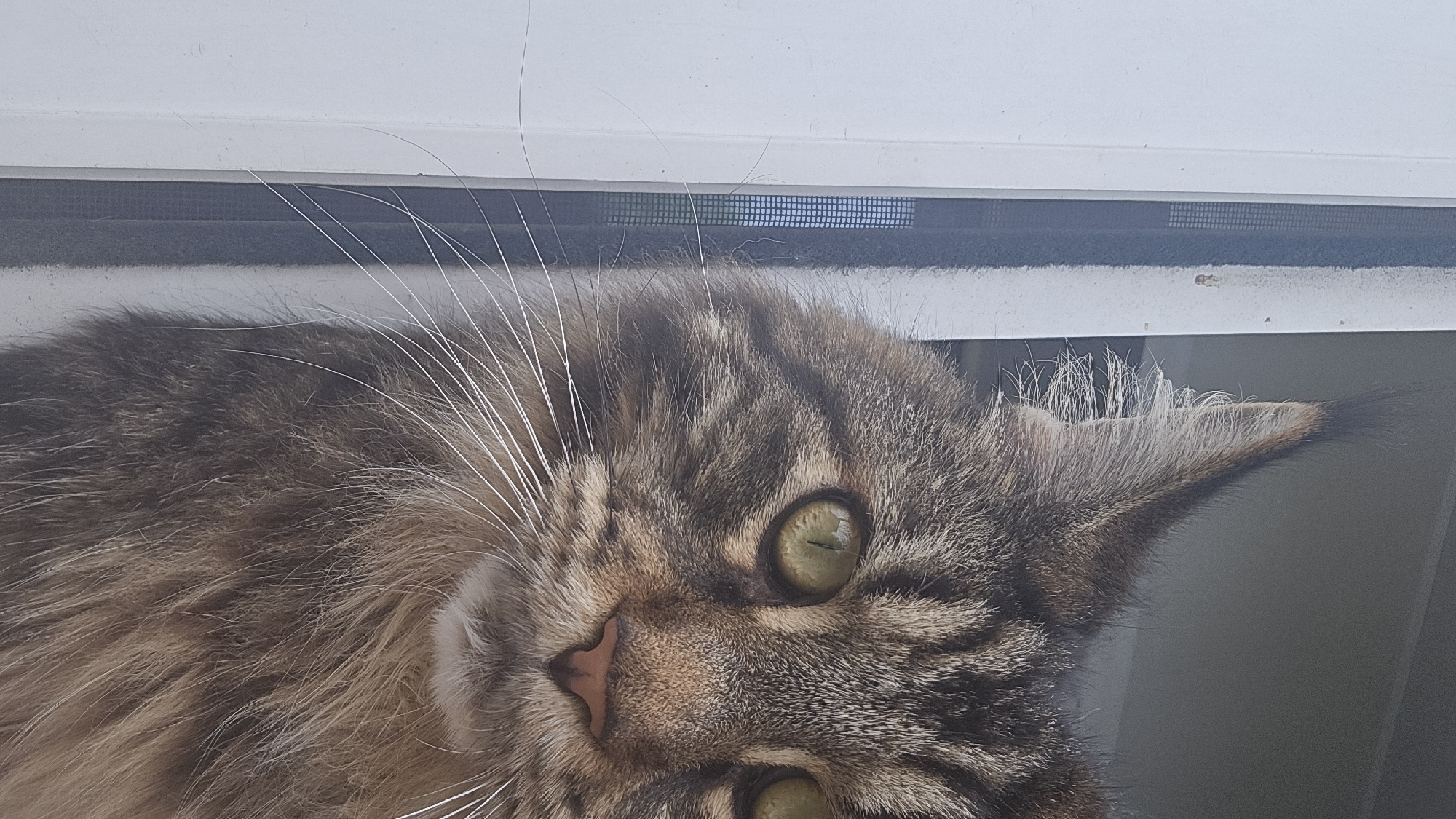 A close-up, eye-level, vertical shot shows the right side of a large, tabby cat's face, looking directly at the viewer from a window. The cat has green eyes and long, white whiskers. The left side of the image is dominated by a white window frame and a dark window screen. The background is out of focus. The cat appears to be indoors.