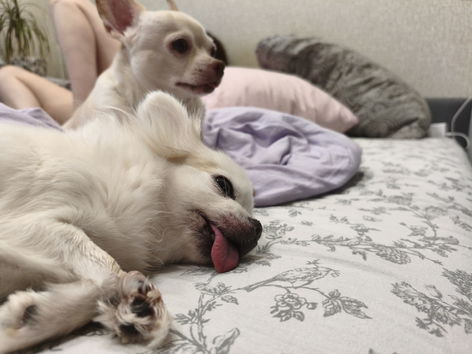 Two small white dogs are lying on a bed with a floral-patterned sheet. One dog is in the foreground, with its head turned to the right and its tongue sticking out. The other dog is in the background, looking to the left. There are several pillows on the bed, and a person's legs are visible in the upper left corner. The scene appears to be indoors, likely in a bedroom. There is no indication of the location being in Chelyabinsk, Russia.