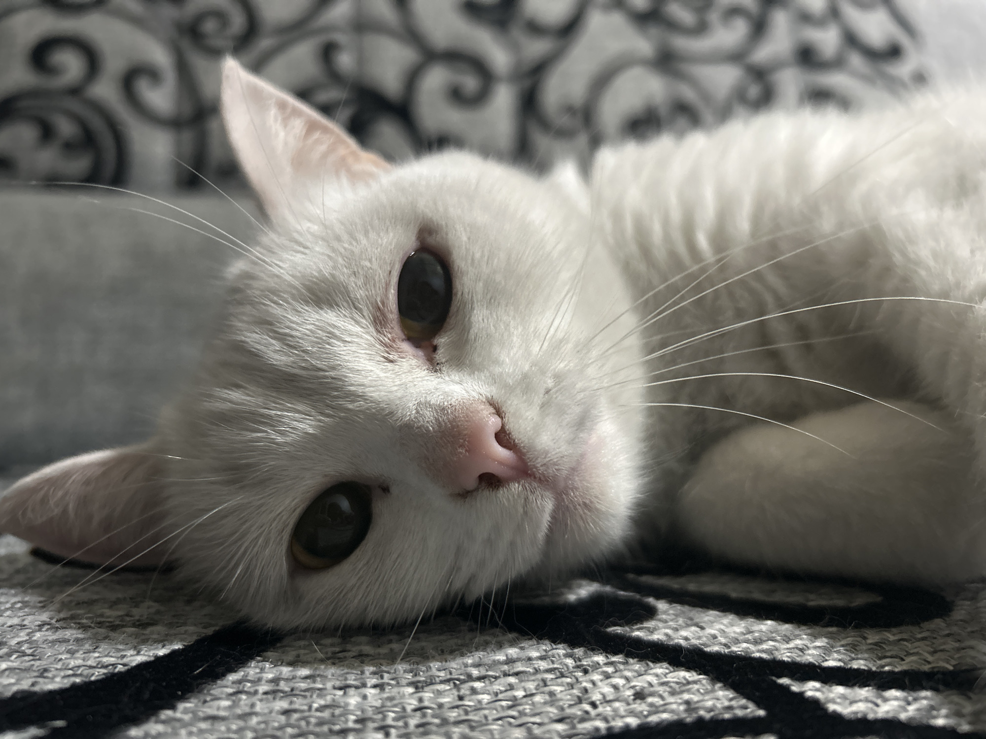 A close-up shot depicts a white cat lying down on a grey patterned surface. The cat has large eyes, a pink nose, and white fur. The background features a patterned fabric or cushion in black and grey. The cat is positioned looking directly at the viewer. There is no indication of the location as Chaikovsky, Russia, in the image.