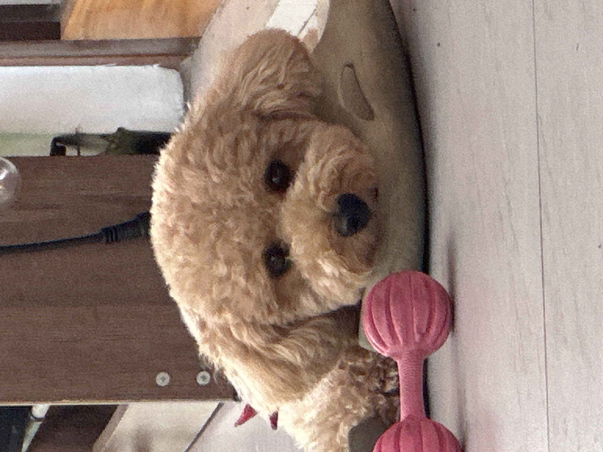 A tan-colored poodle is positioned near a pink rubber dumbbell. The background includes a wooden floor. Other details are indistinguishable from this perspective. There is no evidence to support the claim that the image was taken in North Kuta, Indonesia.