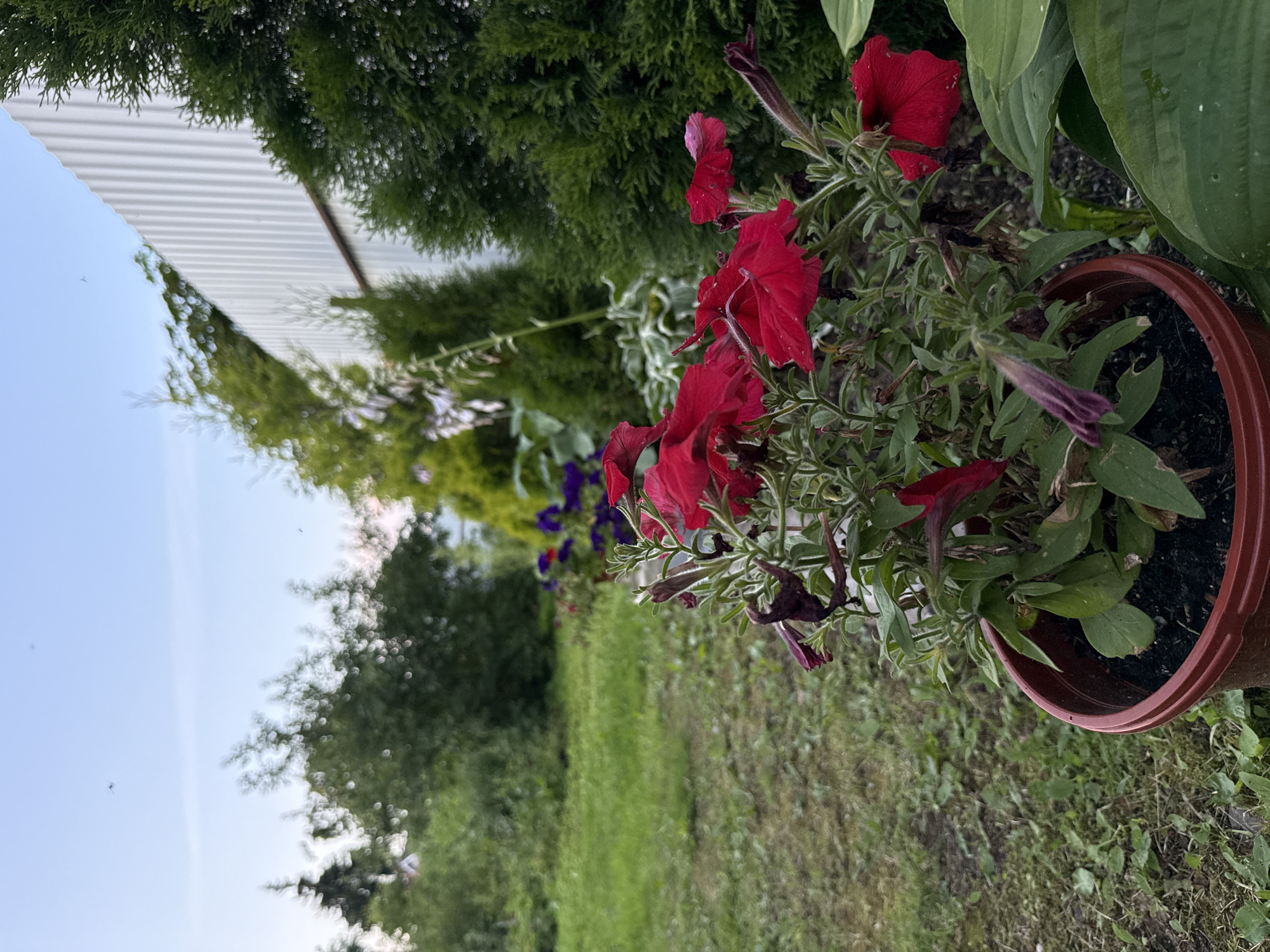 In the foreground, a potted plant with vibrant red petunias sits on the edge of a grassy area. Behind the plant, a row of other flowers, including purple petunias, is visible. The scene is bordered by lush green trees and shrubs, with a tall, white corrugated metal fence running along the right side of the image. The sky above is a pale blue, with a few small flying insects in the distance. The overall impression is of a garden or yard in a suburban or rural setting, possibly in Irinovka, Russia.