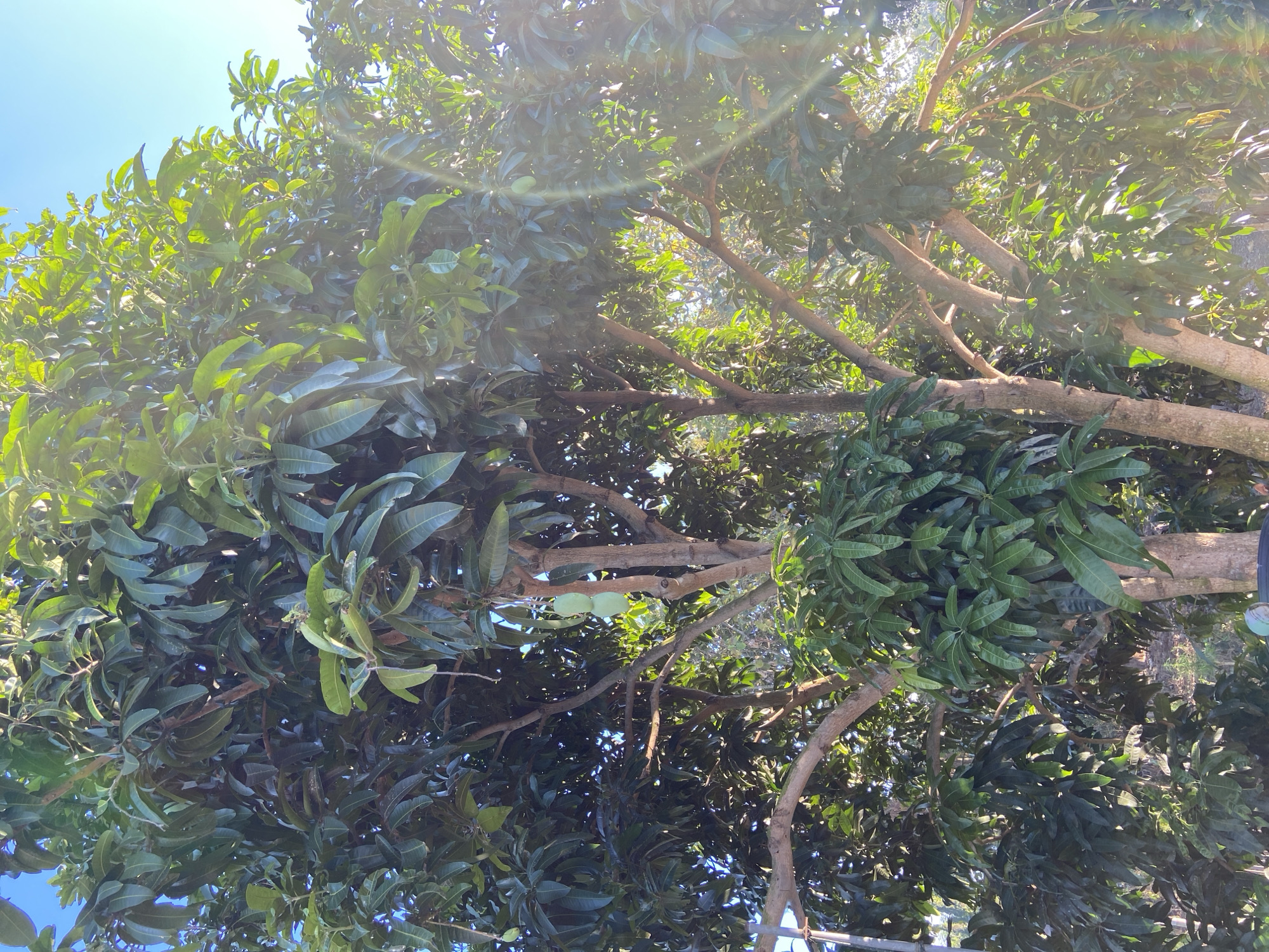 A medium shot captures a mature mango tree, its branches laden with lush green leaves. Two unripe mangoes are visible hanging from a branch in the center of the frame. The tree is situated in a tropical environment, with sunlight filtering through the canopy, creating lens flare effects. The background is a blur of green foliage, suggesting a dense natural setting. The image was taken in Margorejo, Indonesia, indicating a warm, humid climate conducive to fruit-bearing trees. No people or animals are present.