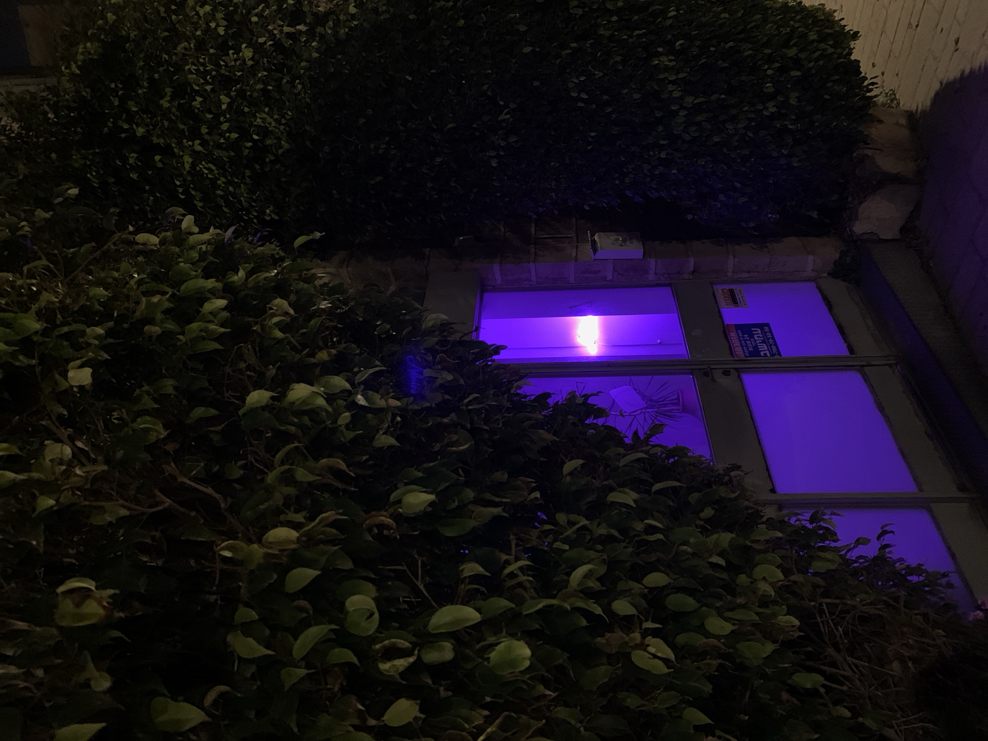 The image shows a window illuminated with a strong purple light. The window is partially obscured by dense green foliage, possibly bushes or vines. A building structure is visible around the window, potentially made of brick. A sign is visible on the window itself. The scene is dark overall, and the light inside the window is the primary light source. It is not possible to determine the precise location in Tel Aviv from the image.