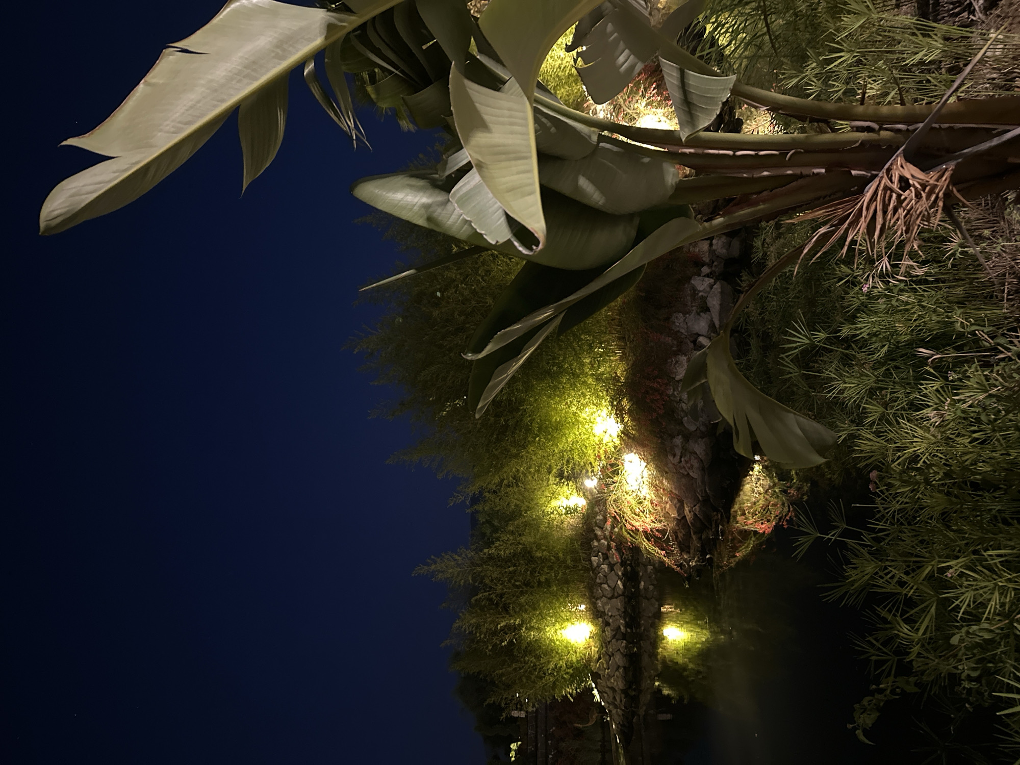 This is a nighttime photograph of a garden area near a body of water, possibly a pond or a calm section of the Fethiye coastline. In the foreground, a large Bird of Paradise plant dominates the right side of the frame, its broad, green leaves illuminated by artificial light. The plant's thick, segmented stalk is visible, with some dried, fibrous material hanging from it. To the left of the plant, a dense growth of thin, reedy grass fills the lower portion of the image.
Behind the foreground plants, a rocky embankment borders the dark water. The water reflects the warm, yellow glow of strategically placed lights that illuminate bamboo-like plants and some smaller, flowering shrubs on the embankment. The lights create bright pools of illumination against the darker background of trees and vegetation. The sky above is a deep, dark blue, with a single, faint star visible in the upper left quadrant. The overall impression is one of a serenely lit, tropical-inspired garden scene at night.