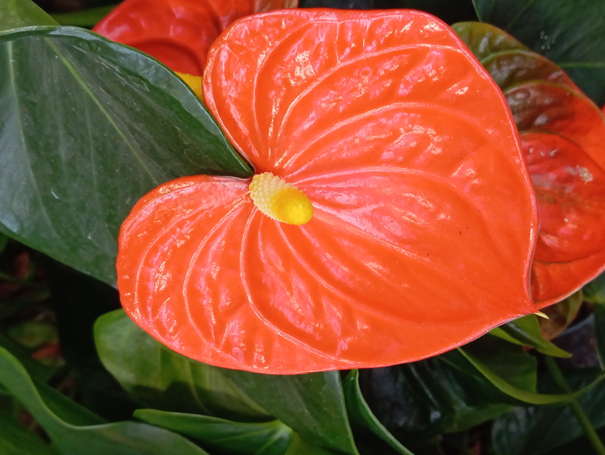A close-up, overhead shot showcases a bright orange anthurium flower with a yellow spadix. The waxy, heart-shaped spathe is the dominant feature, with prominent veins radiating from its center. The flower is nestled among lush, dark green leaves. The background is blurred, creating a shallow depth of field that emphasizes the anthurium. This image appears to be taken in a botanical garden or a well-maintained plant collection. There is no visible indication of the city of Nitra, Slovakia. The scene is static and serene.