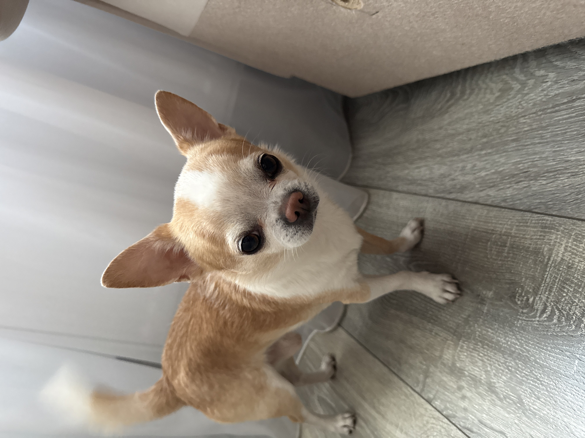 A tan and white Chihuahua dog is standing on a gray wood-look floor next to a white curtain and a beige surface. The dog is looking up at the camera.