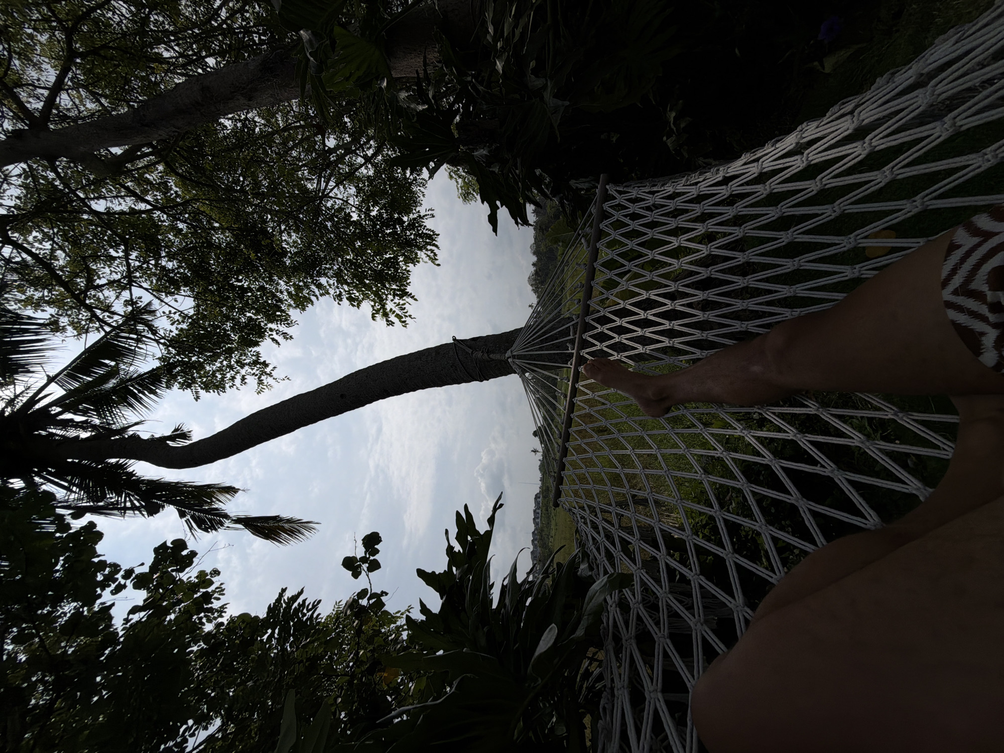 A low-angle, back-lit outdoor scene shows the lower torso and legs of an individual resting in a white rope hammock. The person's right leg is bent, the left extended, with a portion of patterned swimwear visible on the left thigh. The hammock is suspended between trees; a tall, curving coconut palm stands prominently on the left, silhouetted against a bright, cloudy sky. Additional dark, broadleaf foliage frames the top and right of the image. Through the hammock netting and below the tree line, a vast green expanse, consistent with a rice field, is visible, extending towards a distant cluster of light-colored buildings under the cloudy horizon. The environment is tropical, and the location is Belalang, Indonesia.