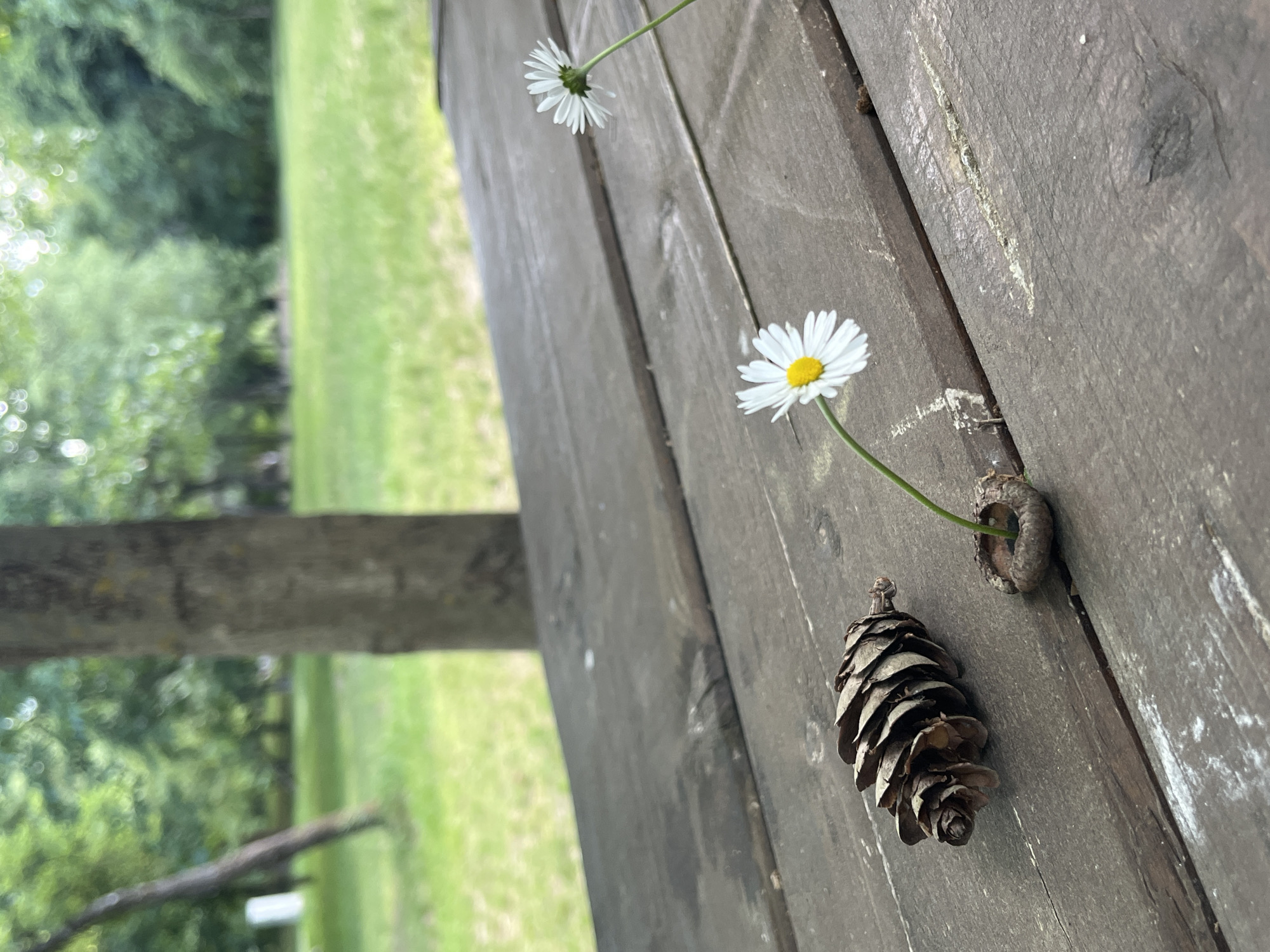 The image shows a close-up of a wooden surface, possibly a fence or table, with two daisies and a pinecone placed on it. One daisy is closer to the viewer, its stem passing through a small, circular fixture. The second daisy is further away and slightly out of focus. The pinecone is positioned near the first daisy. The background consists of a blurry green area that looks like grass and trees. The location in Blagoevgrad, Bulgaria is not identifiable in the image.