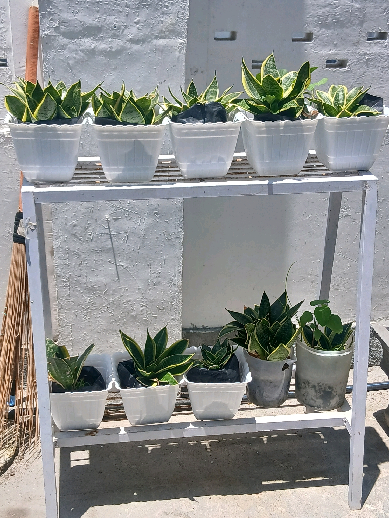 The image shows a white metal plant stand holding several potted plants outdoors. The stand has two tiers, each with several white plastic pots and some clear plastic pots containing snake plants (Sansevieria trifasciata) and one smaller plant with heart-shaped leaves. The background is a textured, peeling white wall and the ground appears to be concrete. To the left of the stand, leaning against the wall, is a broom. The scene is lit by natural sunlight, casting shadows on the ground. The location is identified as Gorontalo, Indonesia, suggesting a warm, possibly tropical climate. There are no people or animals visible in the image.
