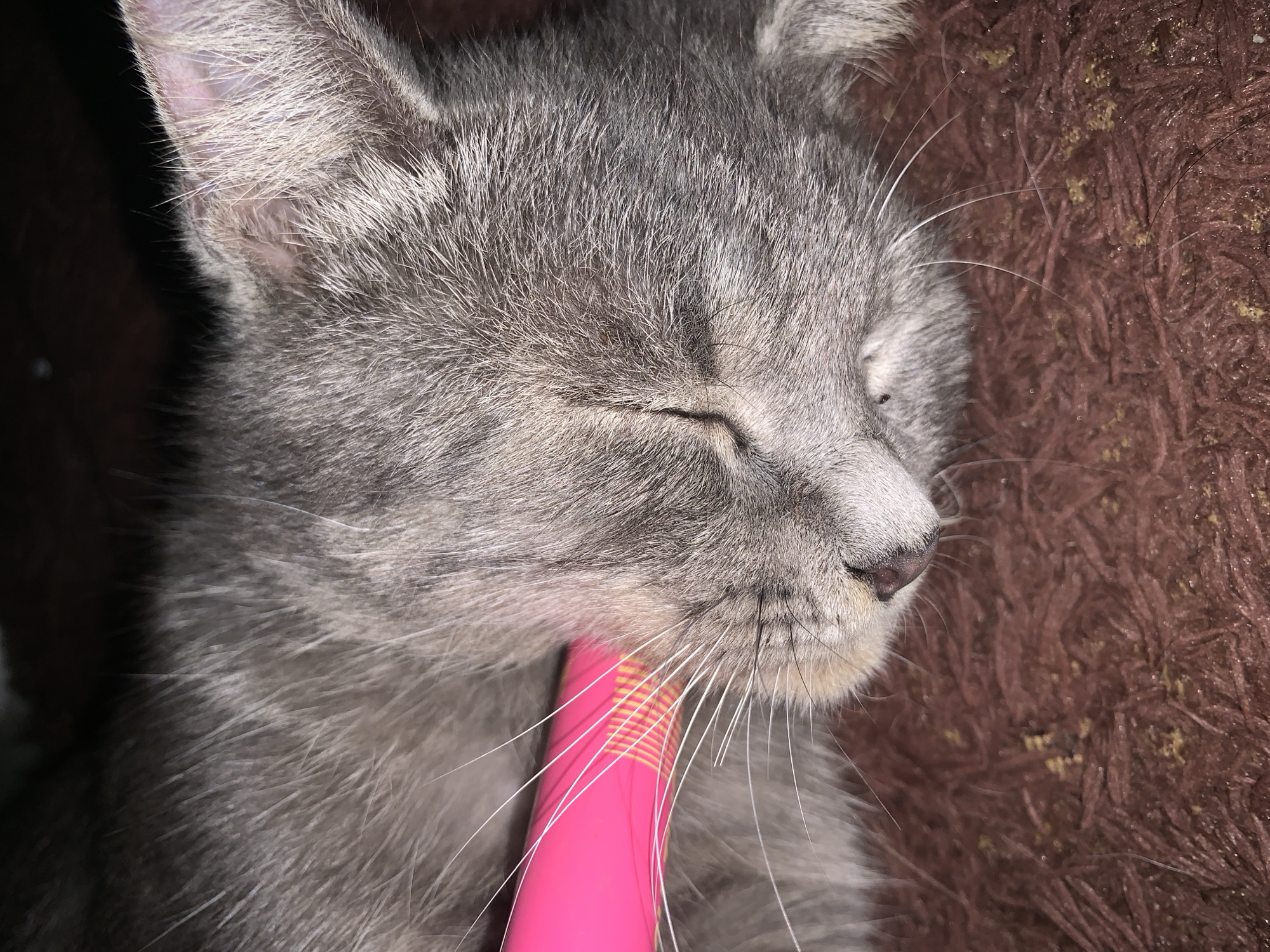 A close-up, overhead shot shows a sleeping gray cat. The cat is lying on a brown, textured surface that appears to be a rug or blanket. A portion of a bright pink object with yellow stripes, possibly a pen or a marker, is visible near the cat's face, touching its whiskers. The cat's eyes are closed, and its fur is soft and fine. The lighting is dim, creating a shadowy environment. There is no visible indication of the cat's location within Jajag, Indonesia.