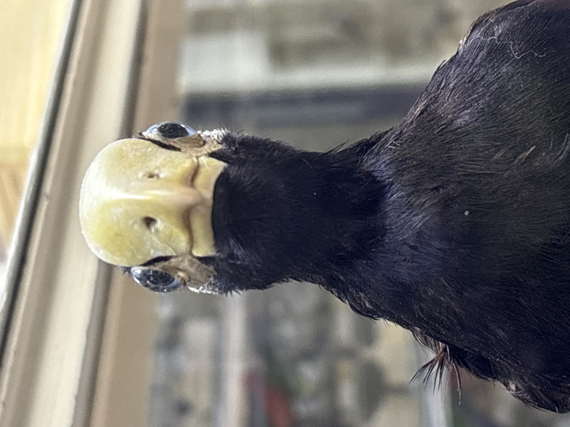 A close-up, frontal shot focuses on the head and upper chest of a dark-feathered bird, likely a taxidermied specimen. The bird has a large, pale yellow beak with dark nostrils and prominent, round, blue eyes. Its feathers are black and appear somewhat ruffled. The background is blurred, suggesting an indoor environment with muted colors and indistinct shapes that could be exhibits or displays. There are no people, actions, or interactions depicted. The scene is devoid of any identifiable Saint Petersburg landmarks or context.