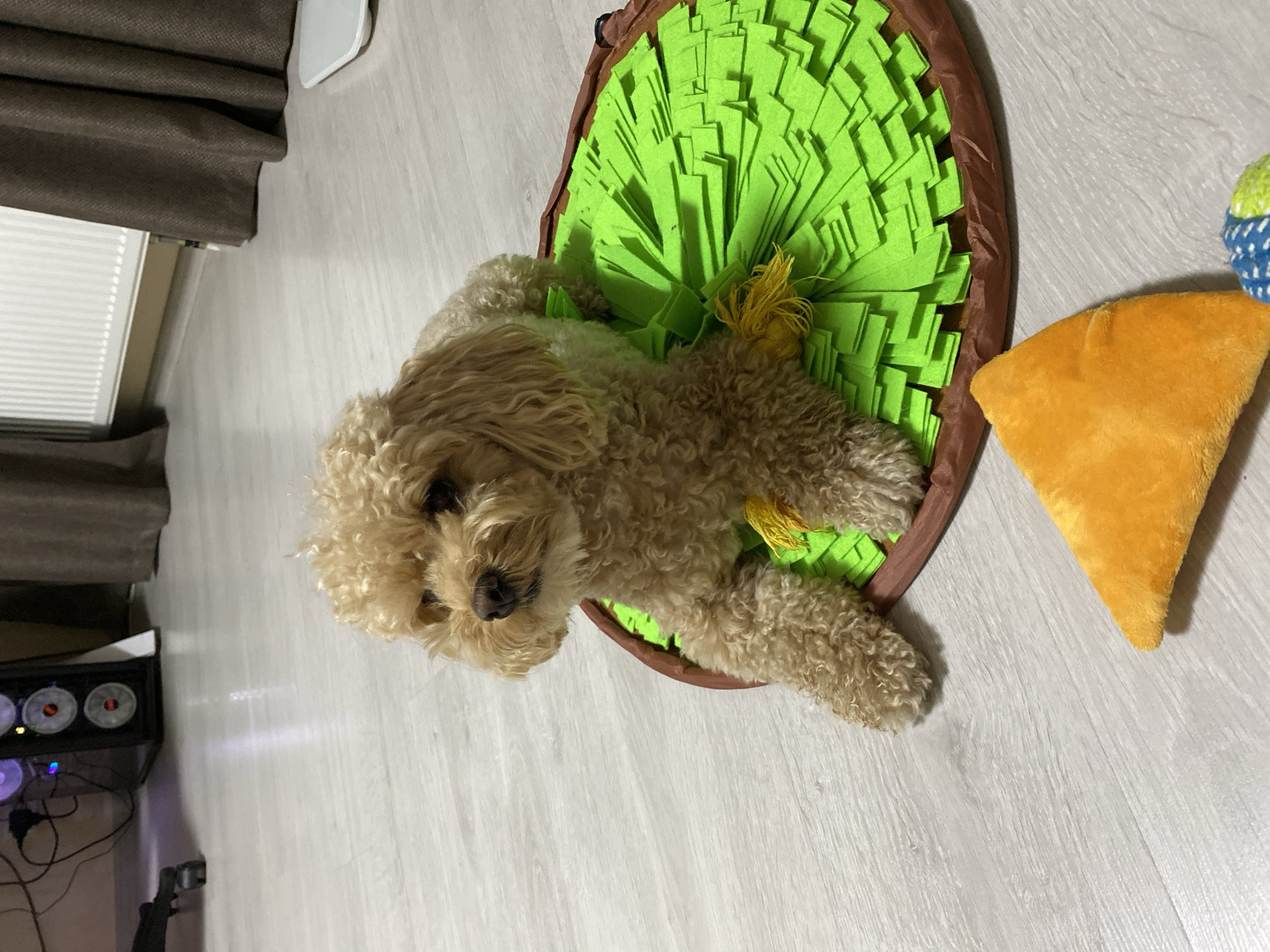 In an indoor scene with a light-colored, wood-patterned floor, a small, light brown poodle-mix dog with curly fur is lying on a circular mat. The mat has a brown border and a green, felt-like surface with numerous slits, creating a textured appearance. A small yellow toy is partially visible near the dog's front paws, tucked within the green mat. In the foreground, a bright orange, triangular plush toy lies on the floor. In the background, to the left, a computer tower with illuminated fans is visible. To the right, a radiator and brown curtains are present. The overall environment suggests a domestic setting. No specific location in Feklistovo, Russia can be identified from the image.