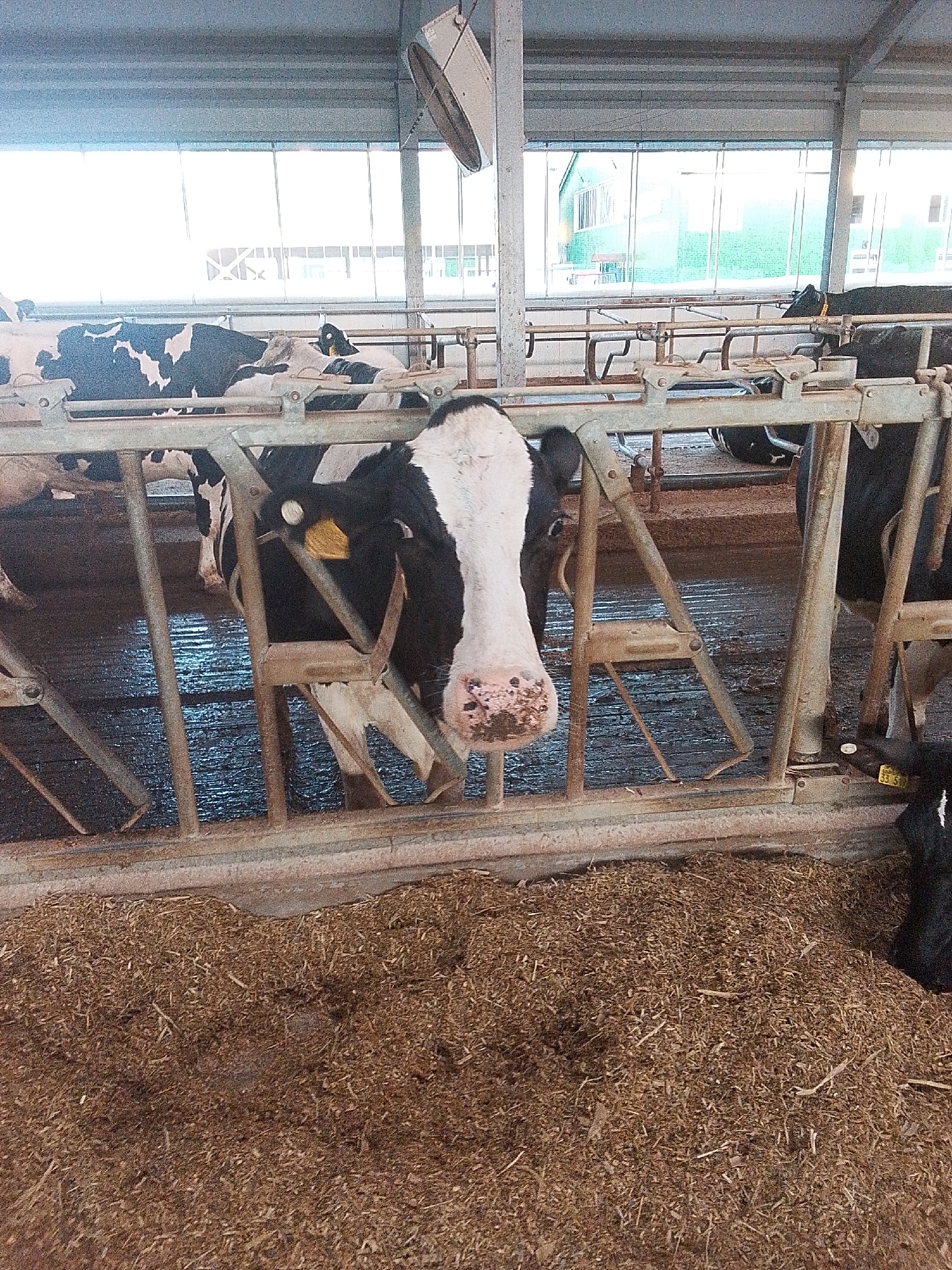This media file depicts a scene inside a barn or stable, likely a dairy farm given the presence of Holstein cows. The primary subjects are several black and white Holstein cows. One cow is prominently featured in the foreground, looking directly at the camera. Its face is visible, showing black and white markings and a pink nose with black spots. Another cow, partially visible behind the first, also has the characteristic black and white markings. Several other cows are visible in the background, some lying down and others standing.
The setting is an indoor enclosure with metal railings or stanchions separating the cows. The floor appears to be a dark, possibly wet, surface. A large pile of bedding material, likely straw or wood shavings, is visible in the foreground. Above the cows, the ceiling of the structure is visible, along with industrial lighting and a fan. Large windows or open spaces in the background let in natural light, suggesting it is daytime. The overall impression of the environment is functional and agricultural.
There is no specific activity or event taking place; the cows appear to be resting or standing in their stalls. The notable details include the breed of the cows, the type of enclosure, and the bedding material. The lighting suggests daytime, and there are no obvious cues about the weather or time of day beyond that. The cows' expressions are neutral.
There is some visible text on yellow tags attached to the ears of the cows. One tag on a cow in the middle ground appears to read "33 59". Another tag on a cow further in the background is also visible but illegible.
The location context provided is Корнеев ауылдық округі, Kazakhstan.