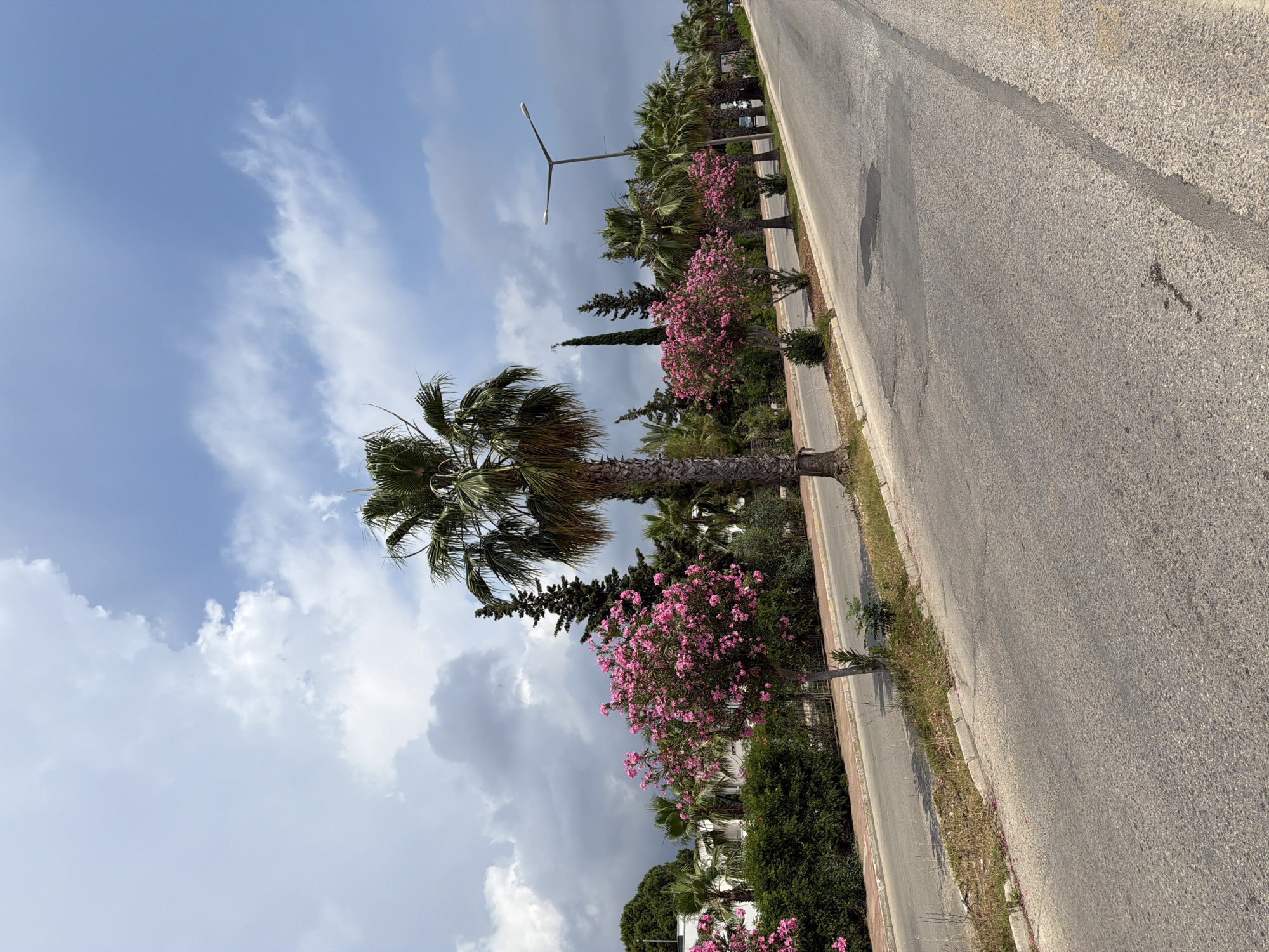 This is a vertical, eye-level shot of a road lined with palm trees and pink flowering bushes. The road is asphalt and curves gently to the right. On the left side of the road, there is a low hedge with manicured bushes and several vibrant pink flowering trees. Beyond the hedge, a white building is visible. A line of palm trees with tall trunks and fronded tops are planted along the median between the road and the hedge. Further down the road, more palm trees of varying heights are visible, as well as a tall, slender cypress tree. The sky is blue with dramatic, fluffy white and gray clouds. A modern street lamp stands on the right side of the road. The ground beside the road is covered with dry grass and scattered pink flower petals. The road appears somewhat worn, with patches of darker asphalt.