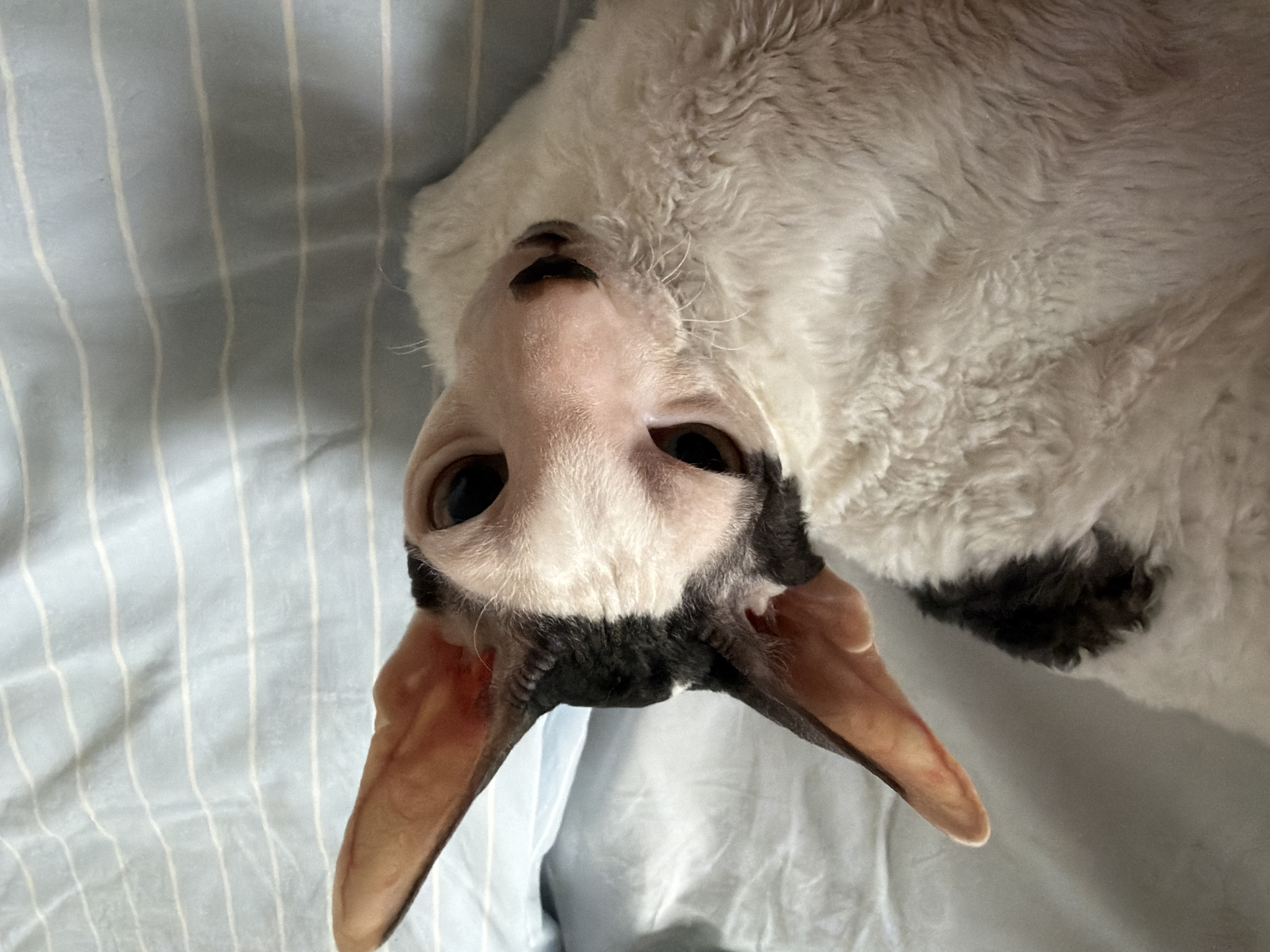 A close-up, overhead shot captures a black and white Cornish Rex cat with large ears lying on a light blue and white striped bedsheet. The cat's head is tilted, showing its face with large, dark eyes and a pink nose with dark whiskers. A patch of black fur is visible on its head, and its body is covered in white, curly fur. The background is a softly lit, crumpled bedsheet. There is no visible indication of the location in Yekaterinburg, Russia.