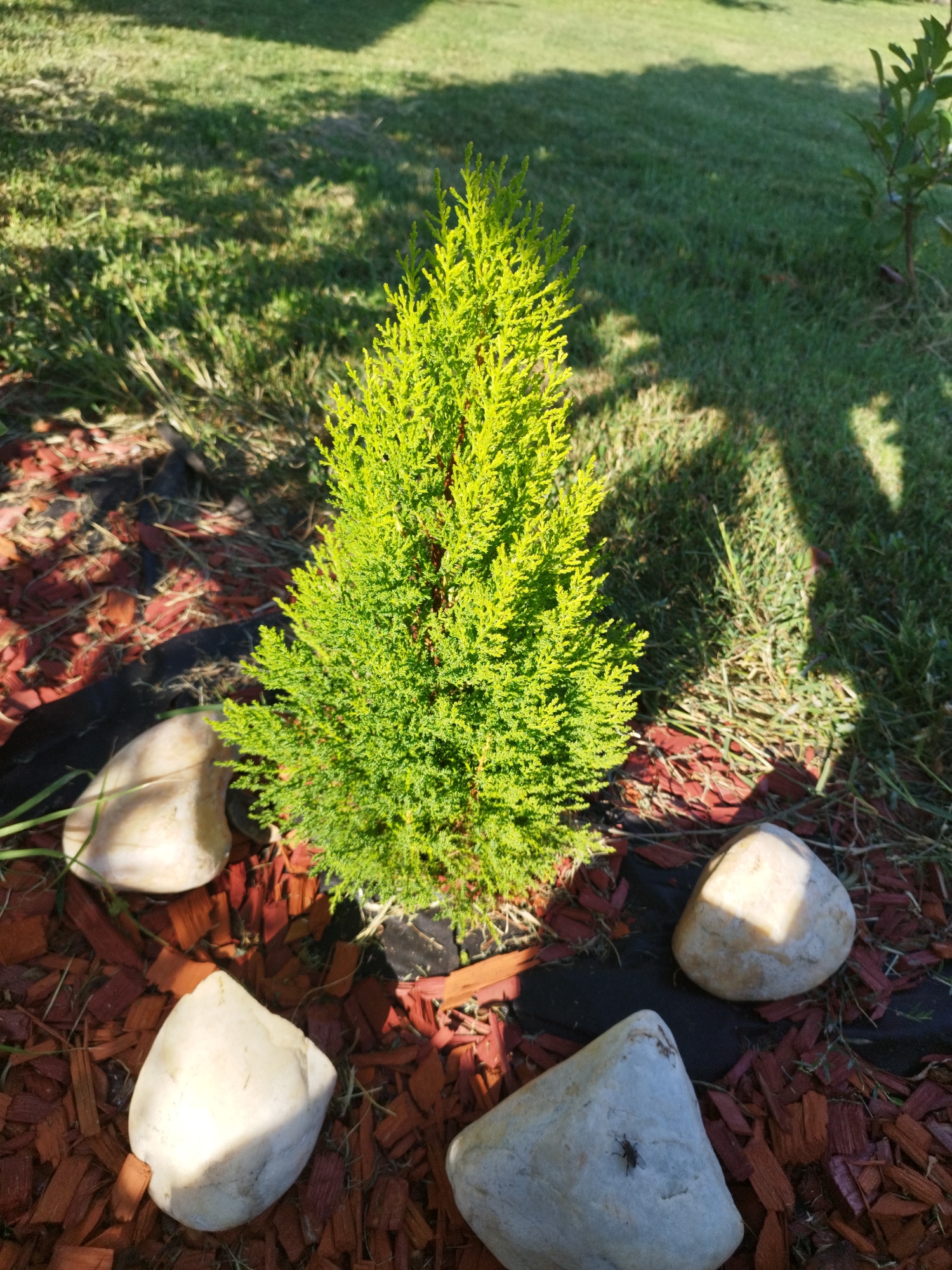 The image depicts a small, vibrant green evergreen shrub planted in a garden bed. The shrub is surrounded by reddish-brown mulch and several smooth, light-colored river stones. The ground is partially covered with grass, and shadows from unseen trees or structures are cast across the scene, suggesting it is daytime. There are no people or animals visible in the image, apart from a fly on one of the rocks. The overall impression is one of a recently landscaped or maintained garden area. The location is not specified in the image.