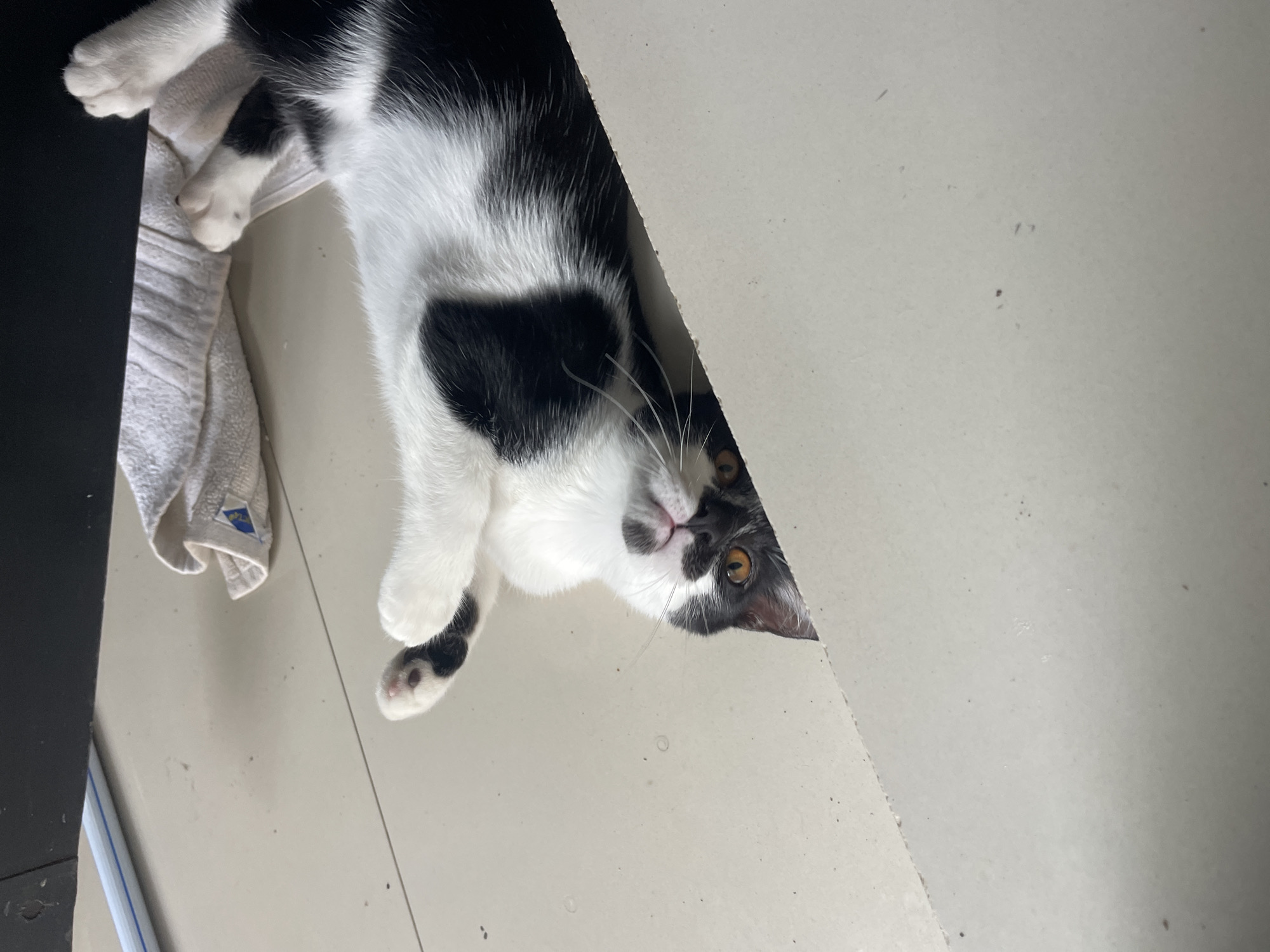 A black and white cat is lying on a beige tiled floor, partially hidden behind a beige panel. The cat's body is mostly white with black patches, and its head is partially obscured by the panel, revealing one amber-colored eye. A white towel rests beside the cat. The location is Denpasar, Indonesia.