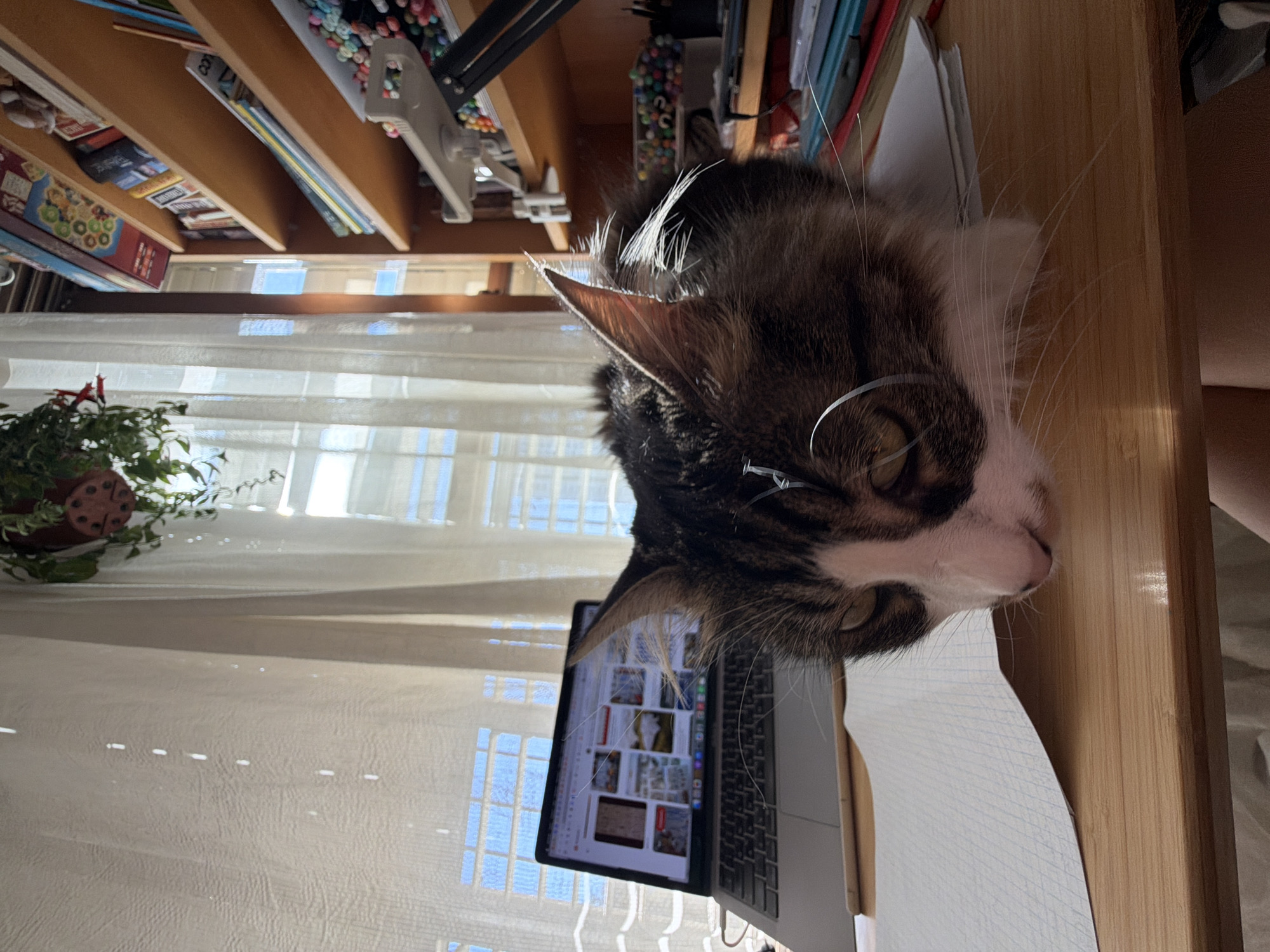 The image shows a cat lying on a desk next to a laptop. Behind the desk is a window with sheer curtains. To the left of the window is a potted plant. Above the desk are shelves with books, markers, and other objects. The location is possibly Bat Yam, Israel.
