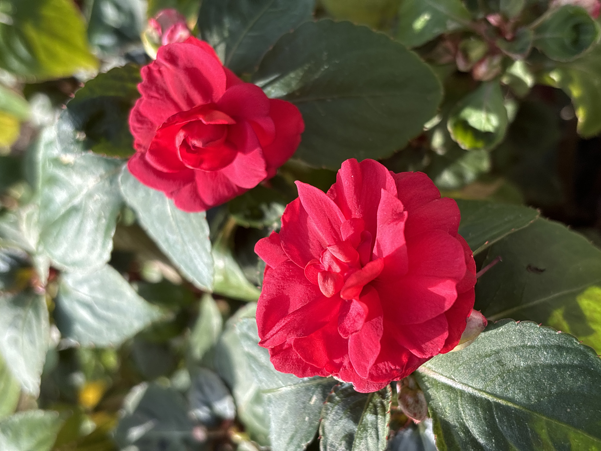 The image shows two vibrant red flowers in bloom, with detailed green leaves surrounding them. The flowers are the primary subjects, with the one in the foreground being larger and more prominent. The background is softly blurred, indicating a shallow depth of field, which further emphasizes the flowers. The lighting suggests it is daytime, with sunlight casting subtle shadows on the petals and leaves. The environment appears to be a garden or a natural outdoor setting. There are no people or animals visible in the frame. The image does not contain any information to suggest it is located in Chaikovsky, Russia; therefore, no specific location can be attributed.