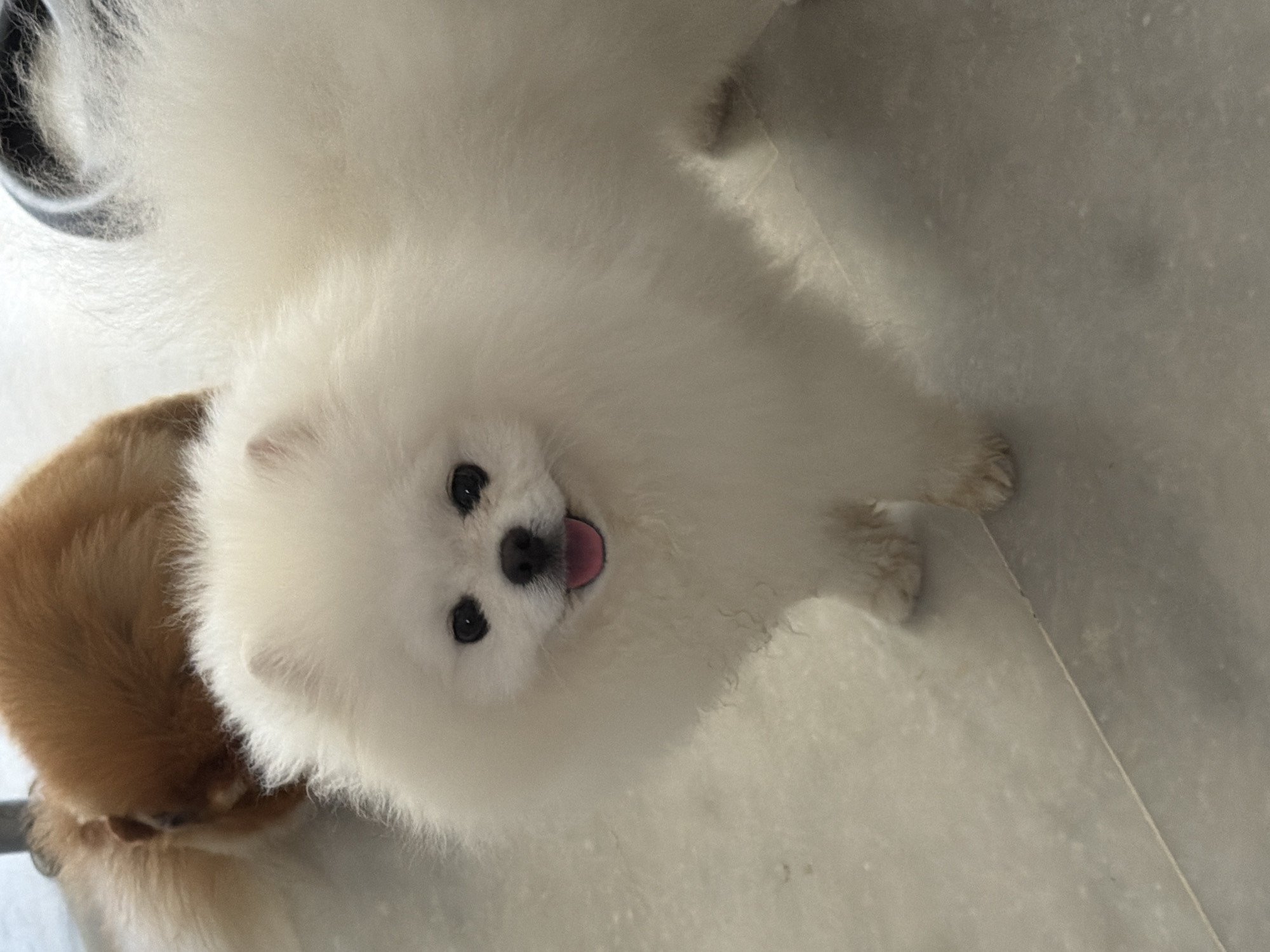 A close-up shot shows a fluffy white Pomeranian dog with its tongue out, looking directly at the camera. The dog's fur is thick and appears well-groomed. In the background, another dog with light brown fur is partially visible. Both dogs are on a light-colored, possibly tiled floor. The lighting is bright, suggesting an indoor setting. There are no visible signs or elements to indicate the specific location within Marmaris, Turkey.