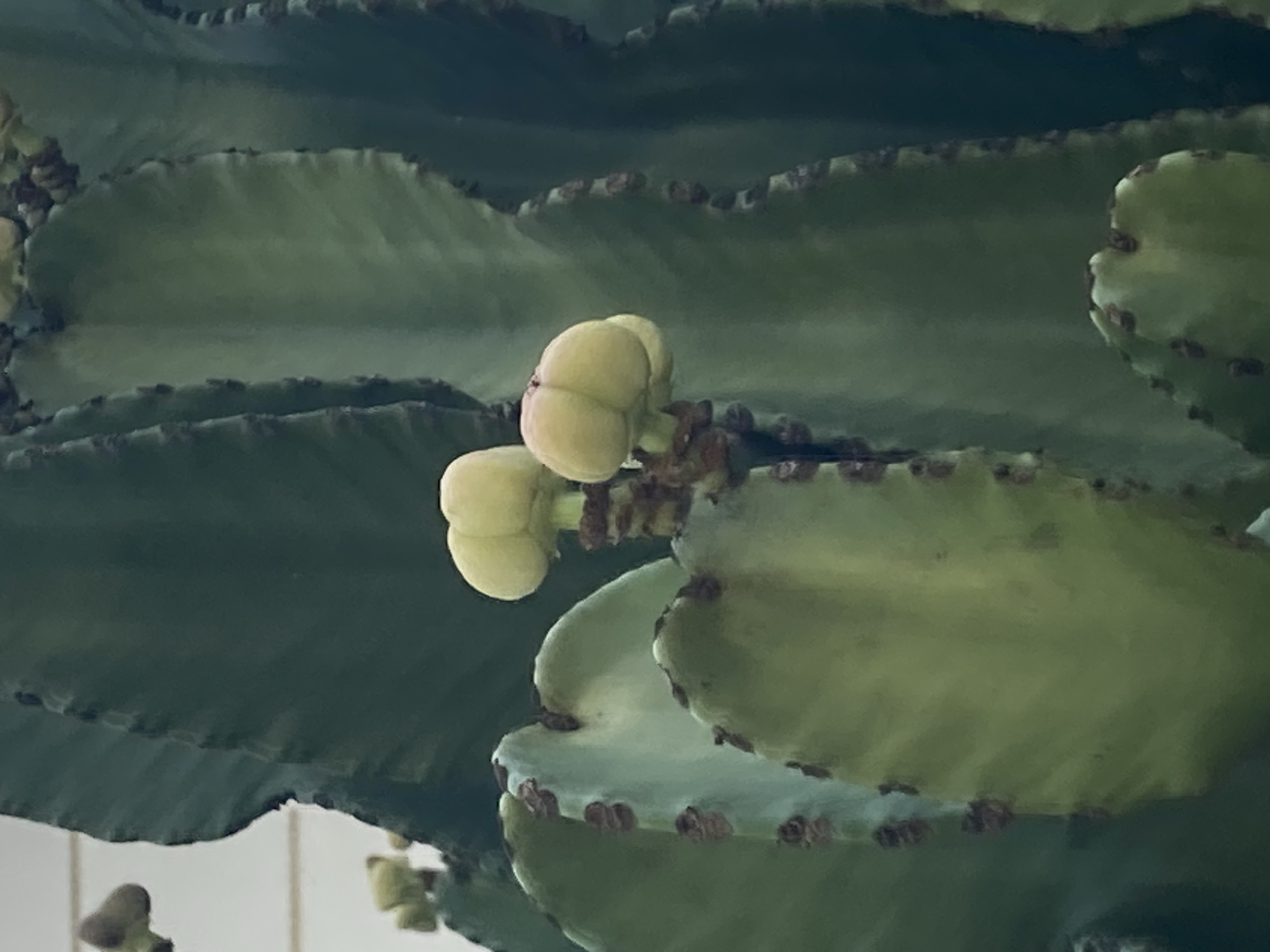 The image shows a close-up of a succulent plant, likely a euphorbia, with several pale green, budding flowers. The plant has thick, ribbed stems and dark brown spines or remnants of spines. The background is out of focus, appearing to be a wall or building with a horizontal line suggesting siding. The overall lighting is soft and diffused, indicating an overcast day or shade. There are no people, animals, or other objects visible in the frame. The image is focused on the plant's growth and budding flowers. There is no information in the image that would indicate its location in Kemer, Turkey.
