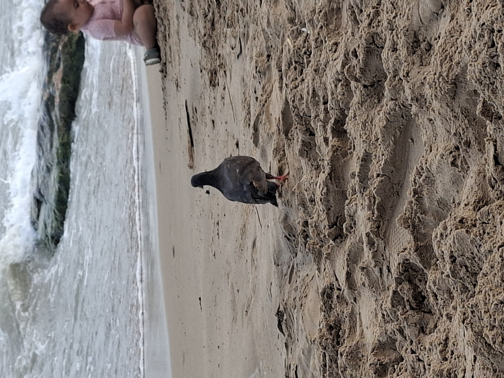 A pigeon stands on the sandy shore of a beach, facing away from the camera. In the background, waves crash against rocks in the sea, and a young child wearing a pink outfit sits on the sand to the right. The scene appears to be a natural coastal environment.