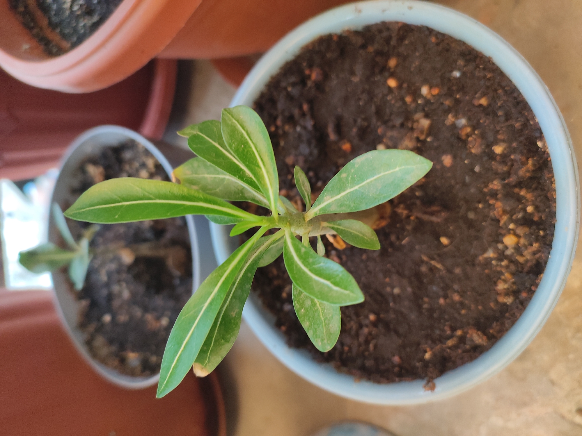 The image shows a close-up of a small potted plant, likely an Adenium, with several green leaves and a developing central stem. The plant is in a light blue pot filled with dark, moist soil. The pot is sitting on a light-colored surface, possibly a windowsill or table. In the background, out of focus, are parts of other terracotta-colored pots, one of which contains a similar-looking plant. The lighting suggests an indoor environment with natural light coming from the side. There are no people or animals visible in the image. The location is identified as Leninkent, Russia, but this information is not visually discernible from the photograph itself.
