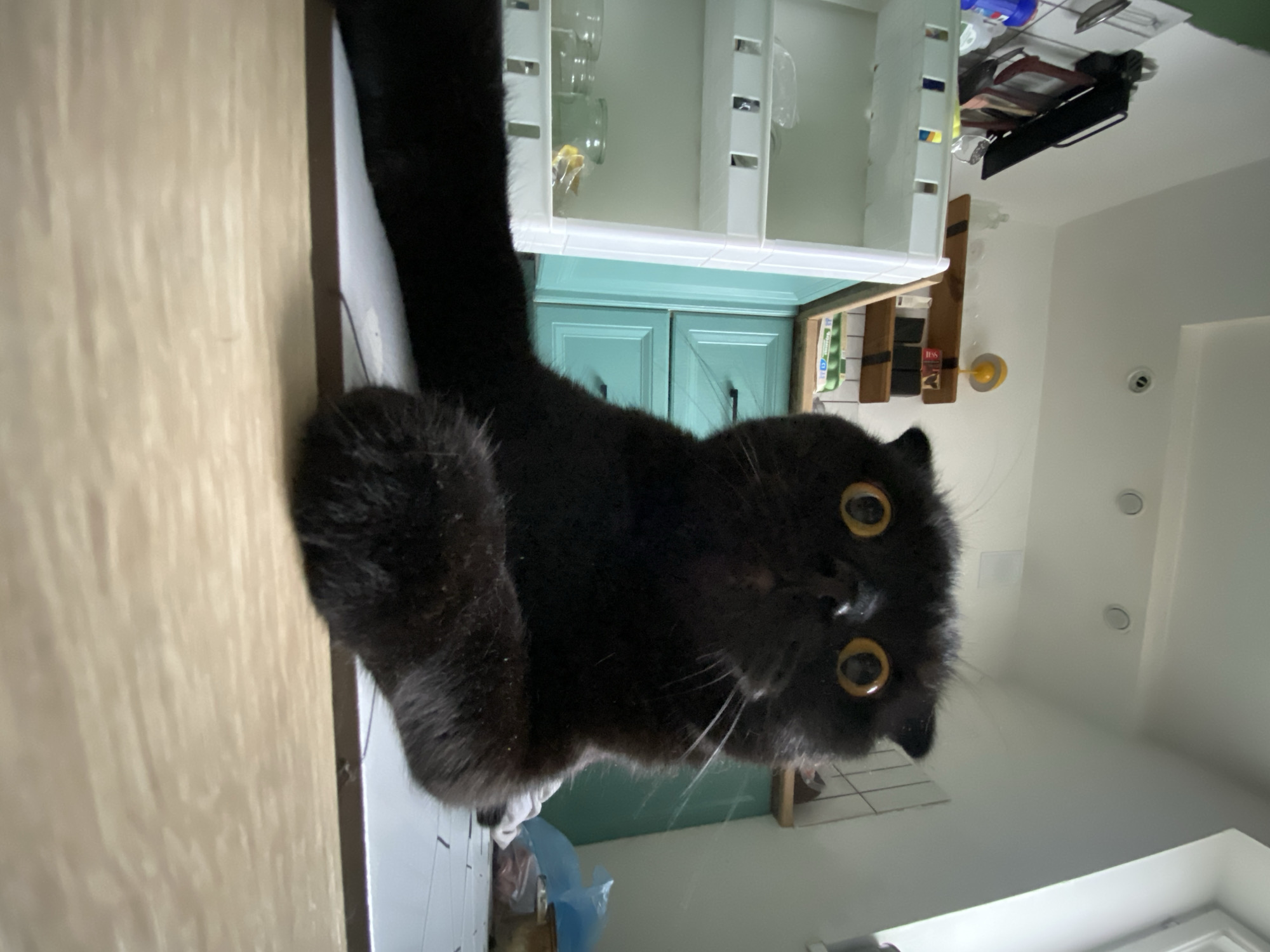 A black cat is the primary subject, facing the camera with wide, golden eyes. The cat's fur appears fluffy. The background includes a kitchen setting with white cabinets, light blue cabinets, and shelves. There are various kitchen items visible on the shelves and in the cabinets. The image orientation is rotated, causing the scene to appear tilted. The image location cannot be determined to be in Chaikovsky, Russia.
