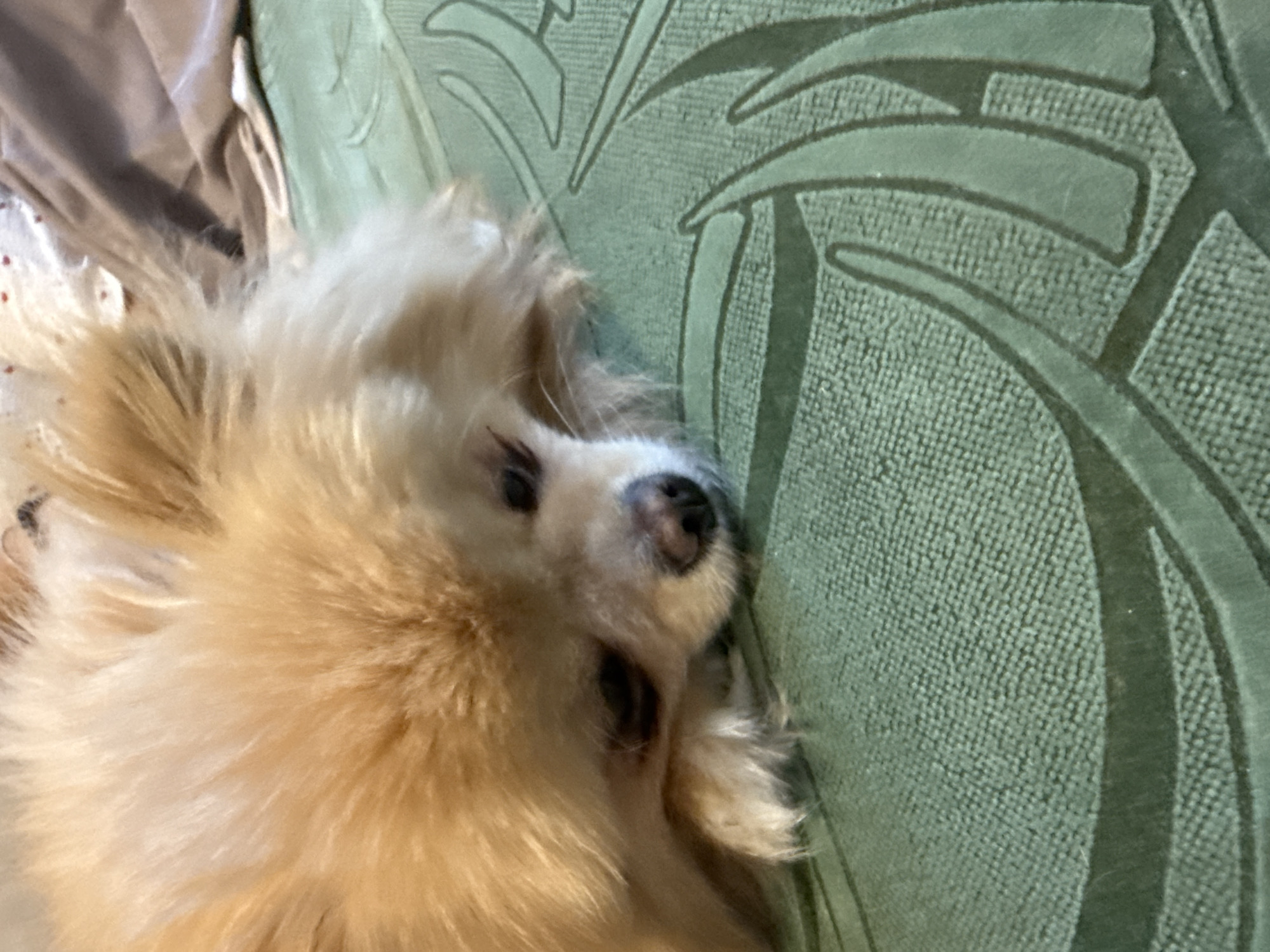 A close-up, medium shot shows a light brown Pomeranian dog resting on a textured green surface. The dog is lying on its side with its head down, facing left. Its eyes are partially closed, and its snout is resting on its paw. The fur is fluffy and light brown. The green surface has a raised, patterned design that appears to be floral or abstract. The background is blurred and shows hints of a light-colored blanket or fabric. The scene is indoors.