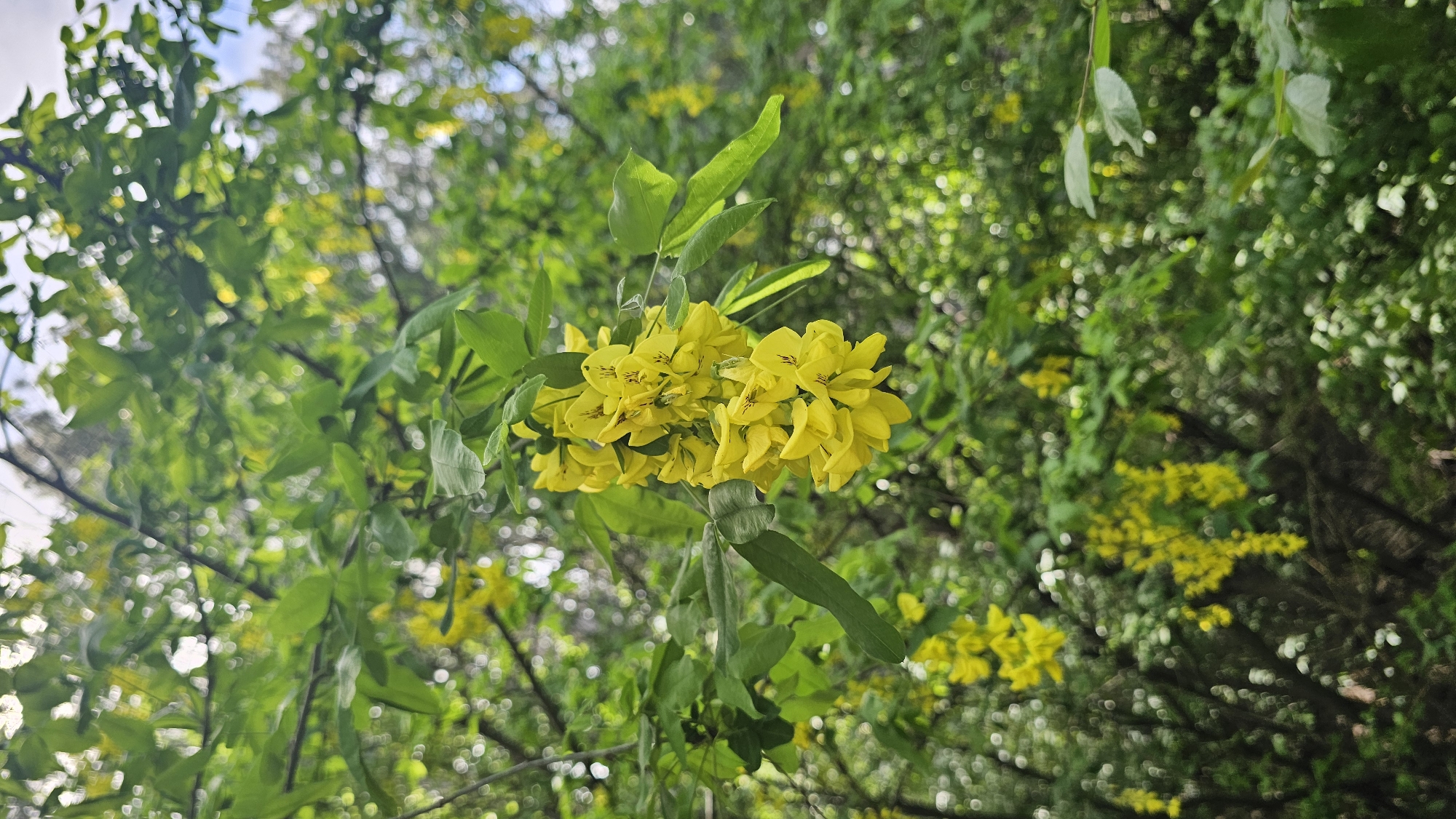 A low-angle shot captures a cluster of vibrant yellow flowers hanging from a tree branch, surrounded by green leaves. The tree is part of a forest canopy, partially obscuring the sky in the background. Other branches and leaves are present in the foreground and background, contributing to the lush, verdant scene. The location is Unknown, Unknown.