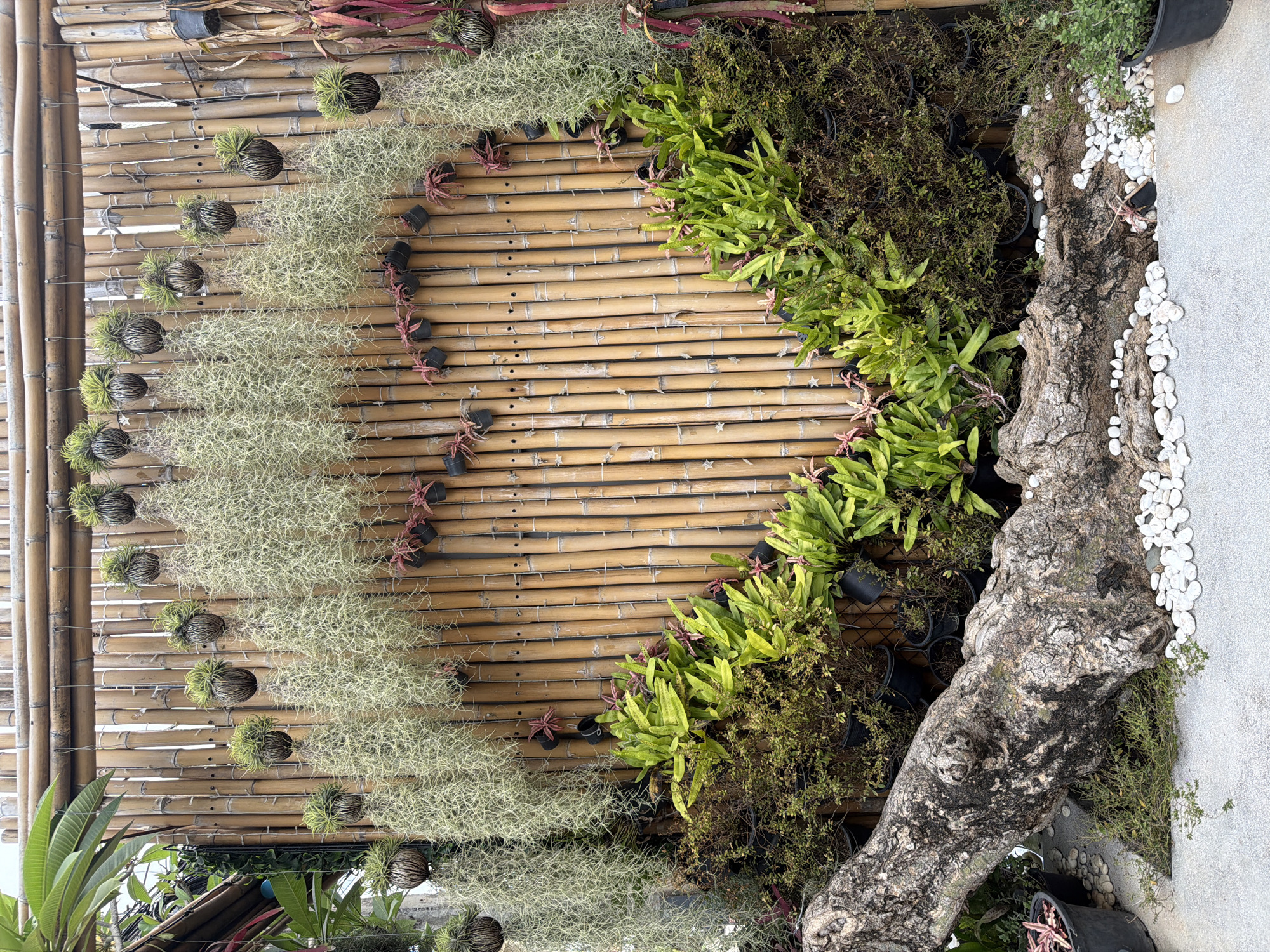 The image depicts a vertical garden in Baan Bang Rak, Thailand. The garden is constructed on a bamboo wall, with a semi-circular arrangement of plants. On the left, there are cascading Spanish moss plants in spherical containers. The center showcases the bamboo wall, with small red-leaved plants in black pots. The right side features a mix of green plants in black pots, along with a weathered tree trunk and white pebbles. The background includes additional plants and a glimpse of a concrete surface.