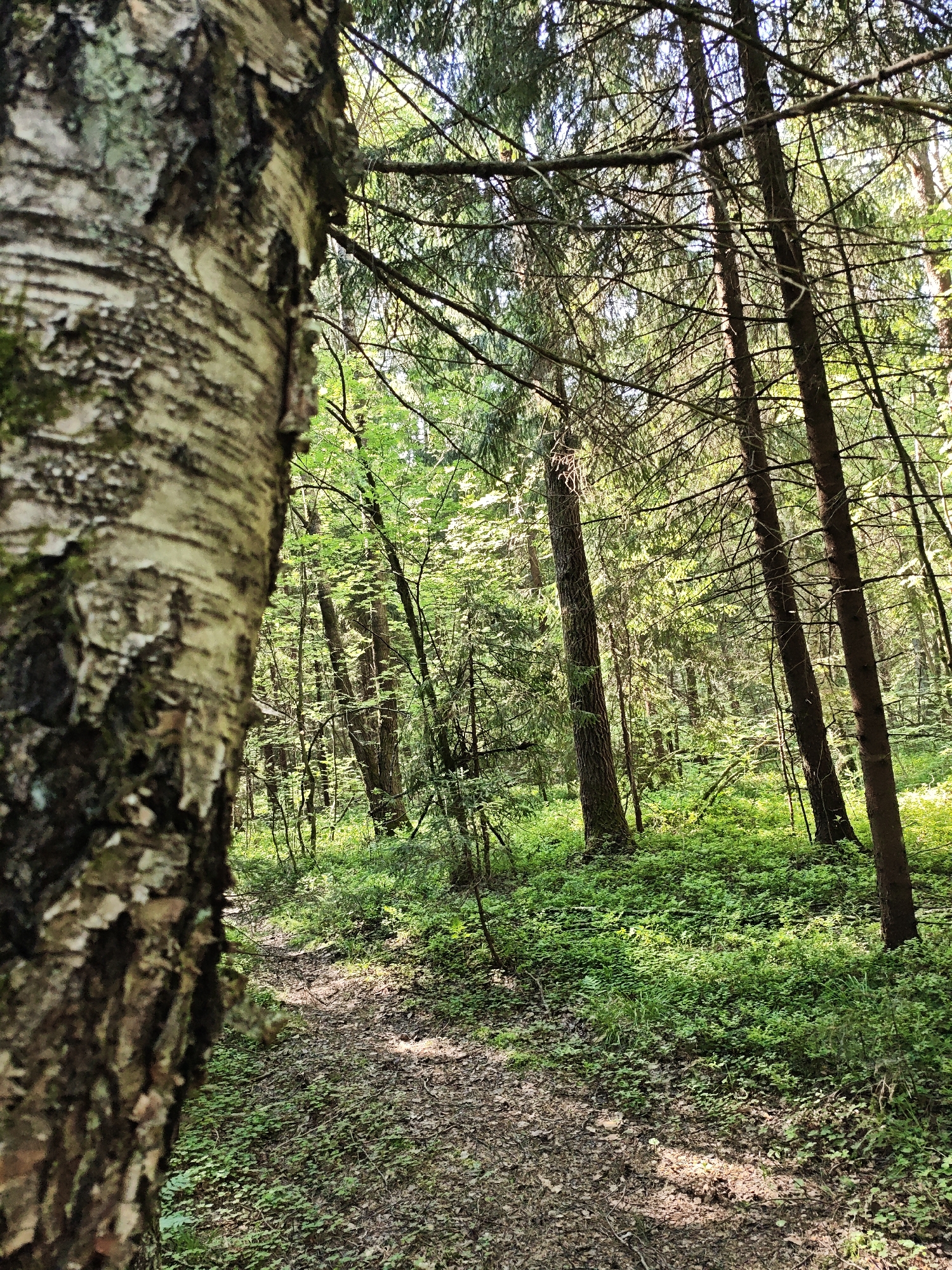 A daytime, medium-shot photograph captures a wooded scene, possibly a forest path, in or near Боровково, Russia. A tree trunk, partially in focus and positioned on the left, dominates the foreground. Its bark is textured with horizontal ridges and a mix of dark and light tones. Moss clings to sections of the bark.
Beyond the tree, a winding path covered with dead leaves and ground cover stretches into the forest. The path is uneven, with areas of both light and shadow. Numerous trees of varying heights and species populate the midground. Some are coniferous, with needle-like leaves, while others are deciduous. The canopy above casts dappled sunlight onto the forest floor, illuminating the dense green undergrowth. The overall impression is of a natural, undisturbed woodland environment. There are no visible people or animals. The environment suggests a tranquil, unpopulated area.