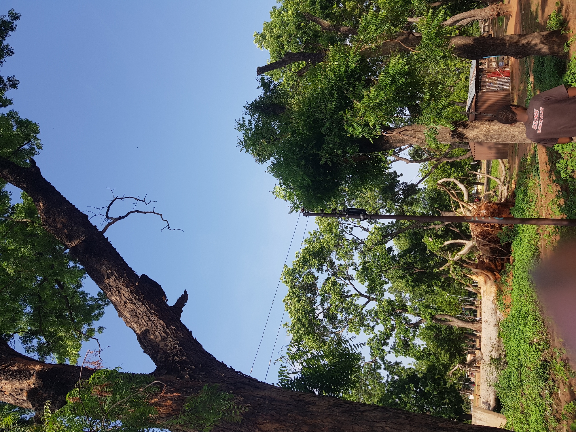 The image depicts a street scene in Jimeta, Nigeria, with a focus on large trees and a clear blue sky. The perspective is from below, looking upwards, emphasizing the scale of the trees. On the left, a thick, gnarled tree trunk dominates the foreground, its branches reaching towards the sky. To the right, another large tree with lush green foliage is visible, its canopy stretching across the frame. In the background, a small, simple structure, likely a building or stall with a corrugated metal roof, is nestled amongst the trees. A person wearing a dark t-shirt with "OLYMPIC RUNNING CLUB" printed in white on the back is standing in the middle ground, facing away from the camera and looking towards the scene. The ground is covered with green grass and some reddish-brown earth. Exposed roots of a fallen tree are visible, suggesting it may have recently been uprooted or is in the process of being cleared. Power lines stretch across the sky, indicating the presence of infrastructure. The sunlight suggests it is daytime, and the clear sky implies fair weather. The overall impression is a typical day in a community with significant tree cover, possibly a street or park area.