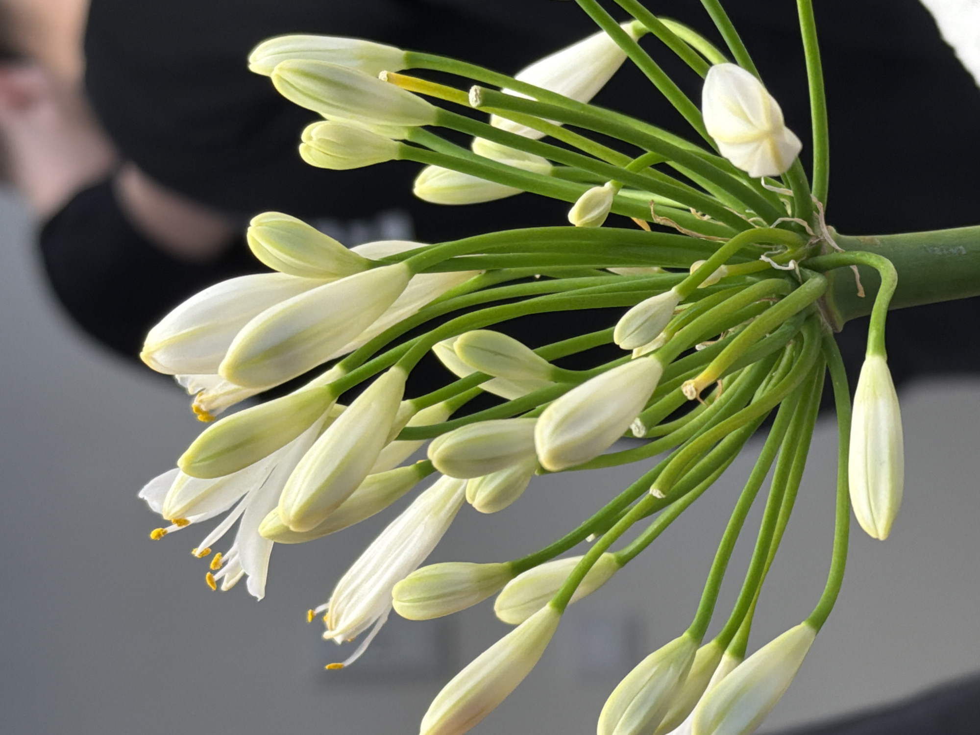The media file presents a close-up shot of a cluster of white flower buds and partially opened flowers, likely from a plant such as Agapanthus or Lily of the Nile, given their characteristic form. The main subject is a spherical inflorescence, where numerous individual flower buds emerge from a central, thick green stem on slender green pedicels.
Many of the buds are still closed, exhibiting an elongated, tear-drop shape with hues ranging from pale green to creamy white. Some flowers have begun to unfurl their delicate, translucent white petals, revealing prominent bright yellow stamens laden with pollen. The texture of the petals appears smooth and slightly waxy.
In the blurred background, a person wearing a black top or garment is partially visible in the upper left, providing a subtle human presence without drawing focus from the flowers. The rest of the background is indistinct, shifting from a dark, shadowed area to a lighter, uniform grey surface below the flowers, creating a soft contrast that highlights the white blooms. The lighting is gentle and even, emphasizing the subtle color variations and forms of the flowers. No specific activity is occurring, as it is a still image focused on botanical detail. There are no discernible location cues within the image itself linking it to Izhevsk, Russia, nor is any text visible. The overall mood conveyed is one of natural beauty and serenity.