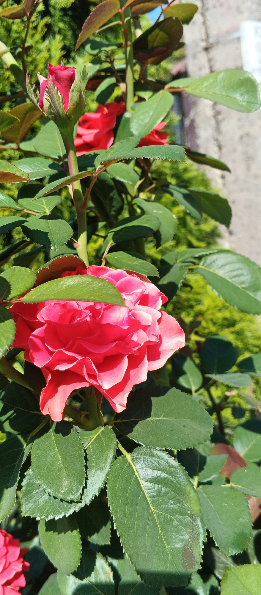 The image shows a close-up of a vibrant pink rose in bloom, with several red rosebuds and lush green foliage surrounding it. The rose petals are tightly packed and ruffled, with sunlight casting shadows that highlight their texture. The leaves are a deep green, with serrated edges, and some appear to be slightly curled or folded. In the background, a blurred green shrubbery can be seen, and a hint of a gray, textured surface, possibly a wall or pathway, is visible on the right. The lighting suggests a sunny day. The image does not contain any people or visible evidence of specific actions or interactions. The scene depicts a garden setting. There is no information in the image to suggest a location in Berehove, Ukraine.