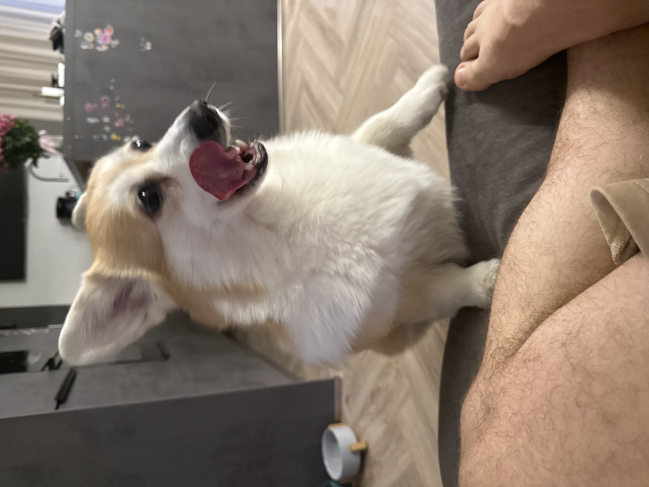 The image captures an indoor domestic scene in the city of Krasnoyarsk, Russia. The primary subject is a Pembroke Welsh Corgi dog, distinguished by its white fur with tan markings on its head and back. The dog is positioned in the center, facing right, and is actively licking its nose with its pink tongue extended upwards. Its mouth is slightly open, revealing some teeth, and its dark eyes are focused to the right. The dog's ears are erect. Its front left paw is partially elevated and rests on a dark gray fabric surface.
In the immediate foreground, the lower extremities of a human are visible, consisting of bare, hairy legs and a bare right foot, indicating the presence of an individual seated with the dog nearby. The dark gray fabric surface separates the dog from the human's legs.
The background consists of a light-colored wooden floor with horizontal planks. To the left of the dog, a dark gray vertical surface, likely a cabinet or wall, is visible. Adjacent to this, a small, two-toned pet bowl on wooden legs is present on the floor. To the right, a darker gray horizontal surface, consistent with a kitchen counter or cabinet, displays a bouquet of pink flowers in a clear vase and a metal faucet. Faint, colorful markings are discernible on this dark gray surface behind the dog. The lighting suggests an interior, well-lit space.