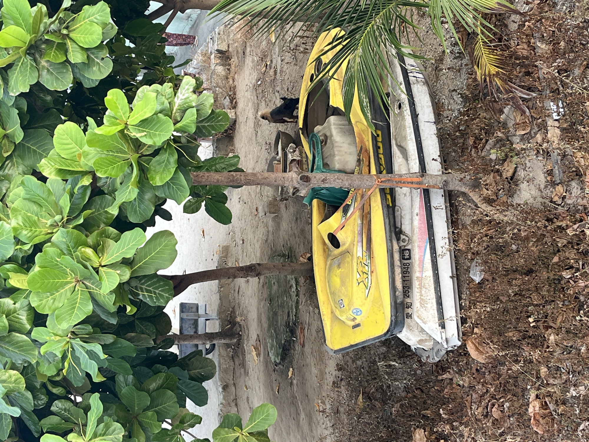 The image shows a scene at an outdoor location in Nha Trang Ward, Vietnam. A yellow and white jet ski is positioned on sandy ground amidst foliage and fallen leaves. A dog is standing near the jet ski. The scene is partially obscured by a tree with large green leaves.