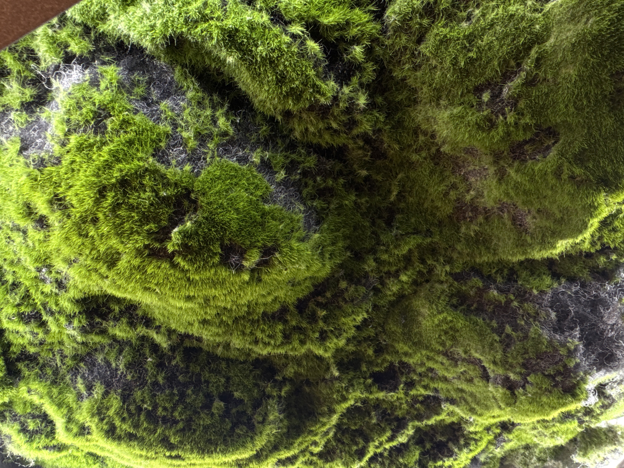 The image shows a close-up of moss growing on a surface, likely a rock or wall. The moss is a vibrant green color, with varying textures and densities. The surface beneath the moss is dark gray with some white fibrous material interspersed with the moss. The photograph is taken at a close range, filling the frame with the moss and underlying surface. The image does not provide any information about the location being in Vorsha, Russia, or contain any details about people, subjects, objects, actions, or interactions other than the moss and its environment.