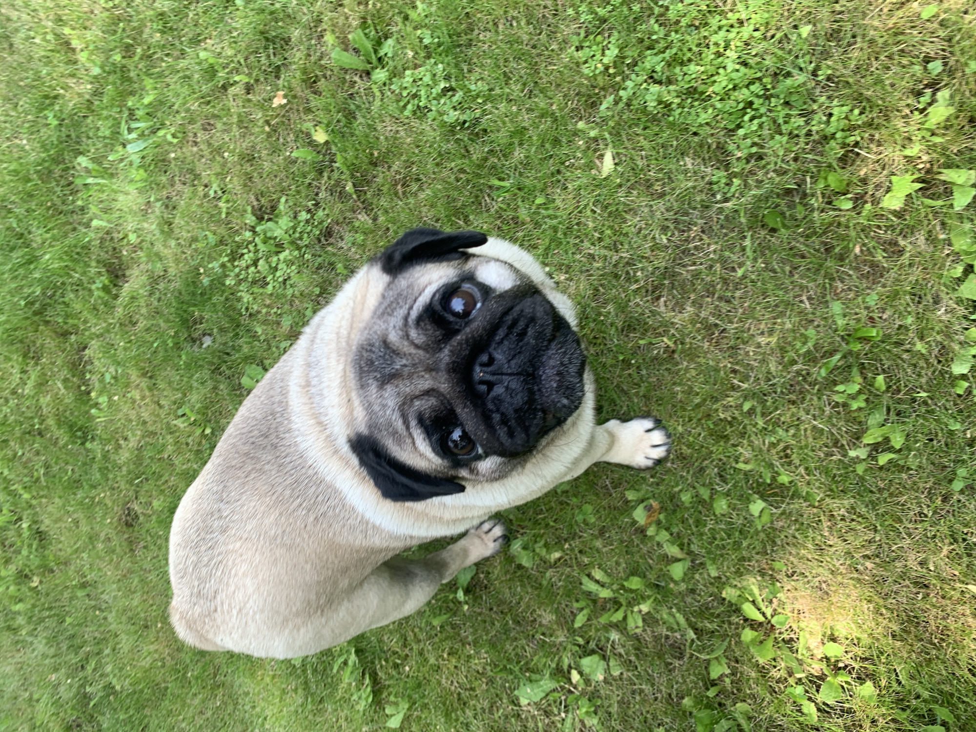 A pug dog stands on a green grassy lawn, looking up at the camera. The dog is light tan with a black mask and ears. Its eyes are wide and dark, and its tongue is slightly visible. The grass is a mix of green blades and some patches of clover. The lighting suggests it is daytime, possibly late afternoon due to the dappled sunlight on the grass. The background is out of focus, but appears to be more of the same grassy area. There are no other people or animals visible in the image. The scene is outdoors.