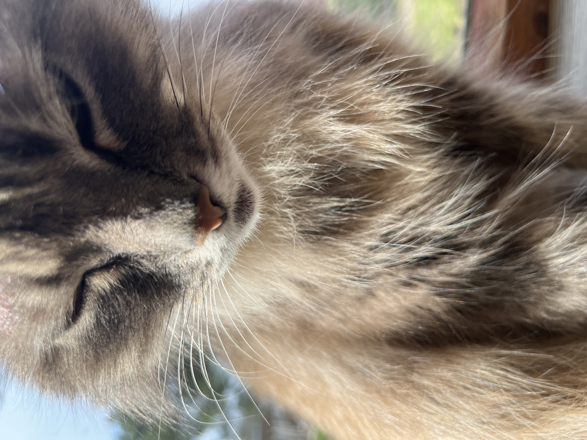 The image shows a close-up of a sleeping cat, possibly indoors by a window. The cat has grayish-brown fur and long white whiskers. A small pink nose is visible. The location of Razdolye, Russia, cannot be verified in this image.
