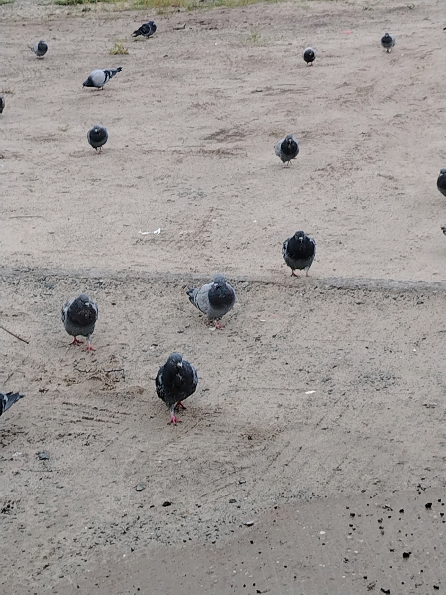 In the city of Muravlenko, Russia, a flock of pigeons is gathered on a dirt ground. The pigeons are various shades of gray and black, and some have white markings on their wings. They are scattered across the ground, some standing still and others pecking at the dirt. The ground appears to be a mix of sand and small stones, with some dried leaves and twigs scattered about. In the background, there is a faint indication of vegetation, possibly grass or weeds, growing on the edge of the area. The lighting suggests it is daytime, but the sky is overcast, leading to a diffused, shadowless illumination. There are no visible human figures or man-made structures in close proximity to the pigeons.