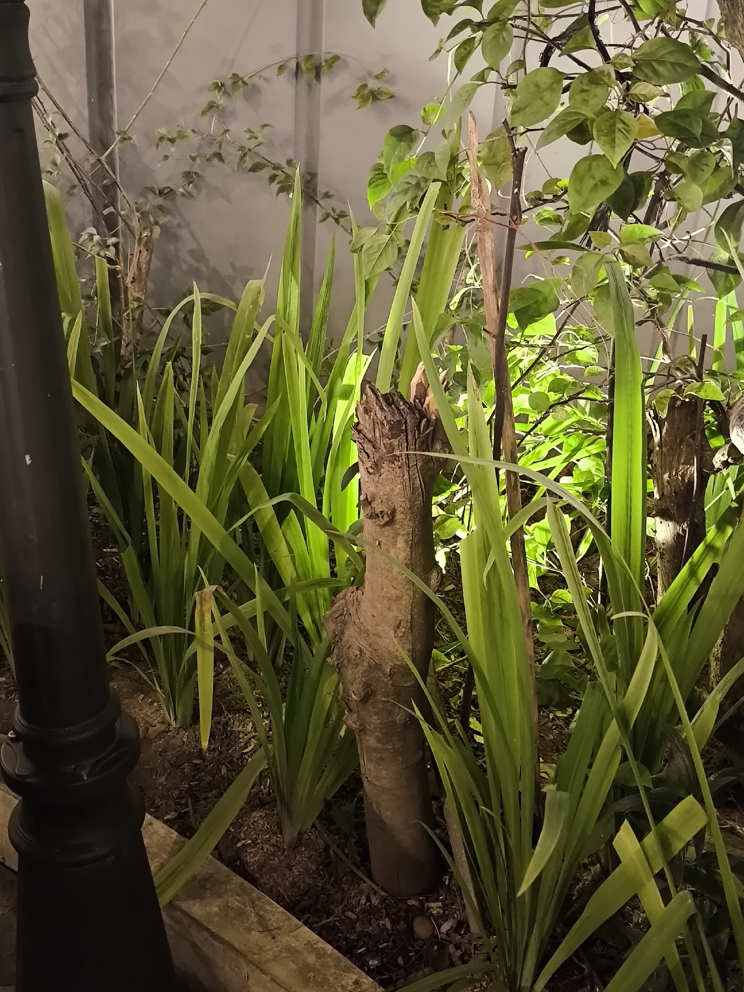 A low-angle, close-up shot captures a dimly lit garden scene with a dark black lamppost in the foreground left. Tall, vibrant green leaves of an unidentified plant fill the midground and right side of the frame. In the center, a weathered, rough-textured tree stump stands erect, its top portion appearing broken and jagged. Behind the stump and leaves, a wall painted in a neutral gray tone is visible, casting shadows. Further in the background, there are more plants, including some with smaller, lighter green leaves and thin branches, illuminated by a soft light, suggesting artificial lighting in an outdoor or covered space. The ground is covered with dark soil and scattered organic debris, with a concrete border visible in the lower left. The scene appears to be located in Surakarta, Indonesia.