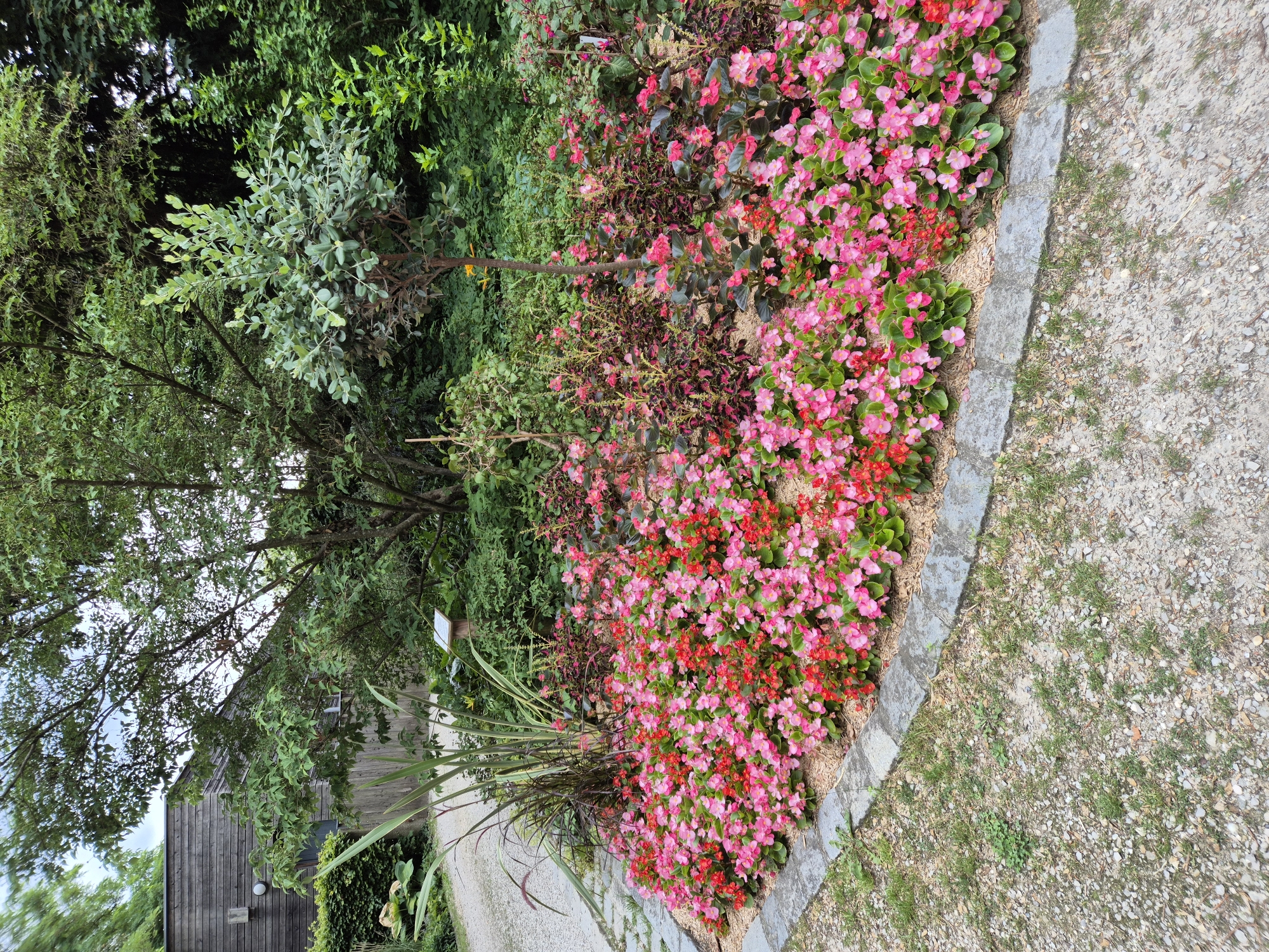 The image depicts a flowerbed featuring a dense arrangement of pink and red begonias, bordered by stone and wood chips. The flowerbed is situated in a garden environment with various plants and trees, including tall grasses and a small tree with a visible orange marker. In the background, a wooden building with a modern architectural style is visible, along with a gravel pathway leading away from the flowerbed. The scene appears to be an outdoor setting, possibly a park or a private garden, in Landshut, Germany. There are no people or animals present in the image.