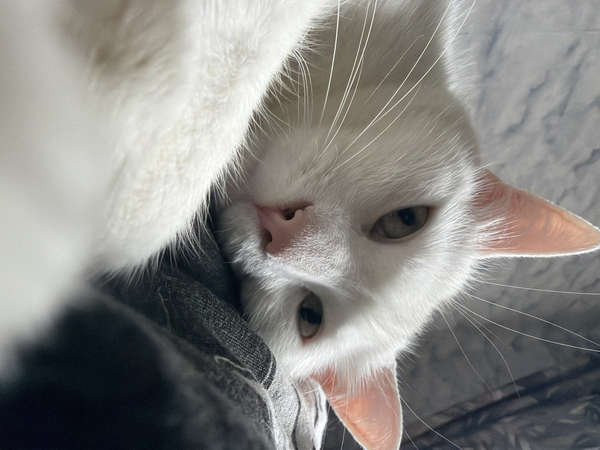A close-up, upside-down view shows a white cat with a pink nose and light brown eyes looking towards the camera. The cat's head is tilted to the side, resting partially on a gray, textured fabric. Long white whiskers extend outwards from its face. The background is out of focus. The location cannot be determined from the image.