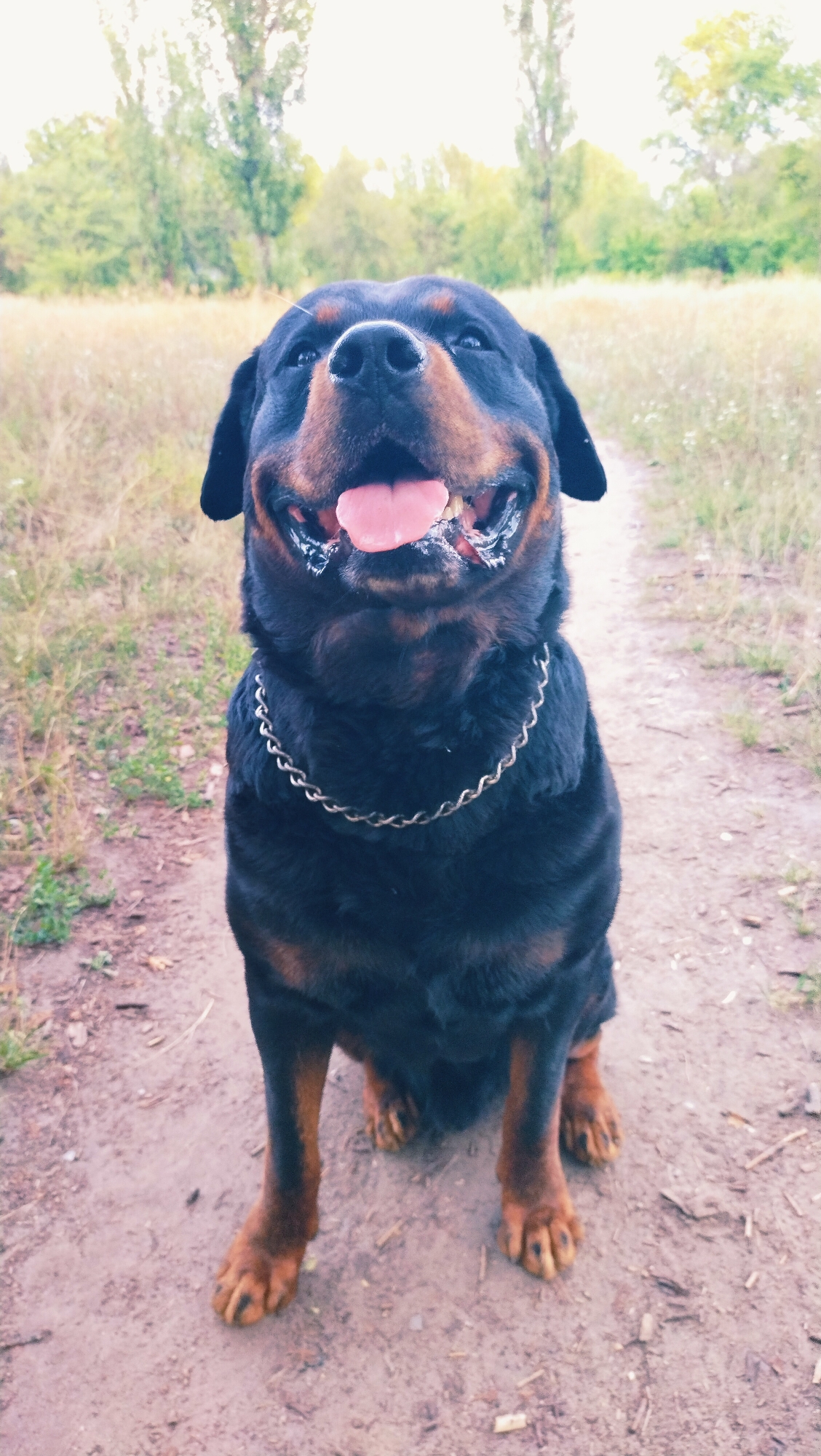 A Rottweiler dog with its tongue out is sitting on a dirt path in a grassy area with trees in the background. The dog is wearing a silver chain collar. The scene is outdoors during the day. This appears to be a natural setting, potentially a park or rural area, rather than a specific urban location within Horishni Plavni, Ukraine.